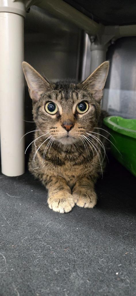 Cleoo, Adoptable, Young Female Domestic Short Hair.