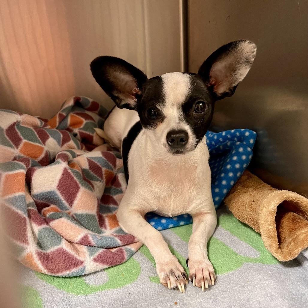 Enlarge GIA, an adopted mixed breed in Graham, WA image 2/2