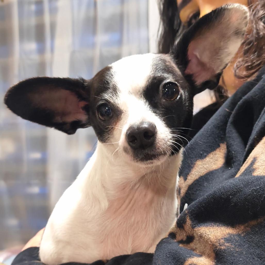GIA, adopted, Adult Female Chihuahua.