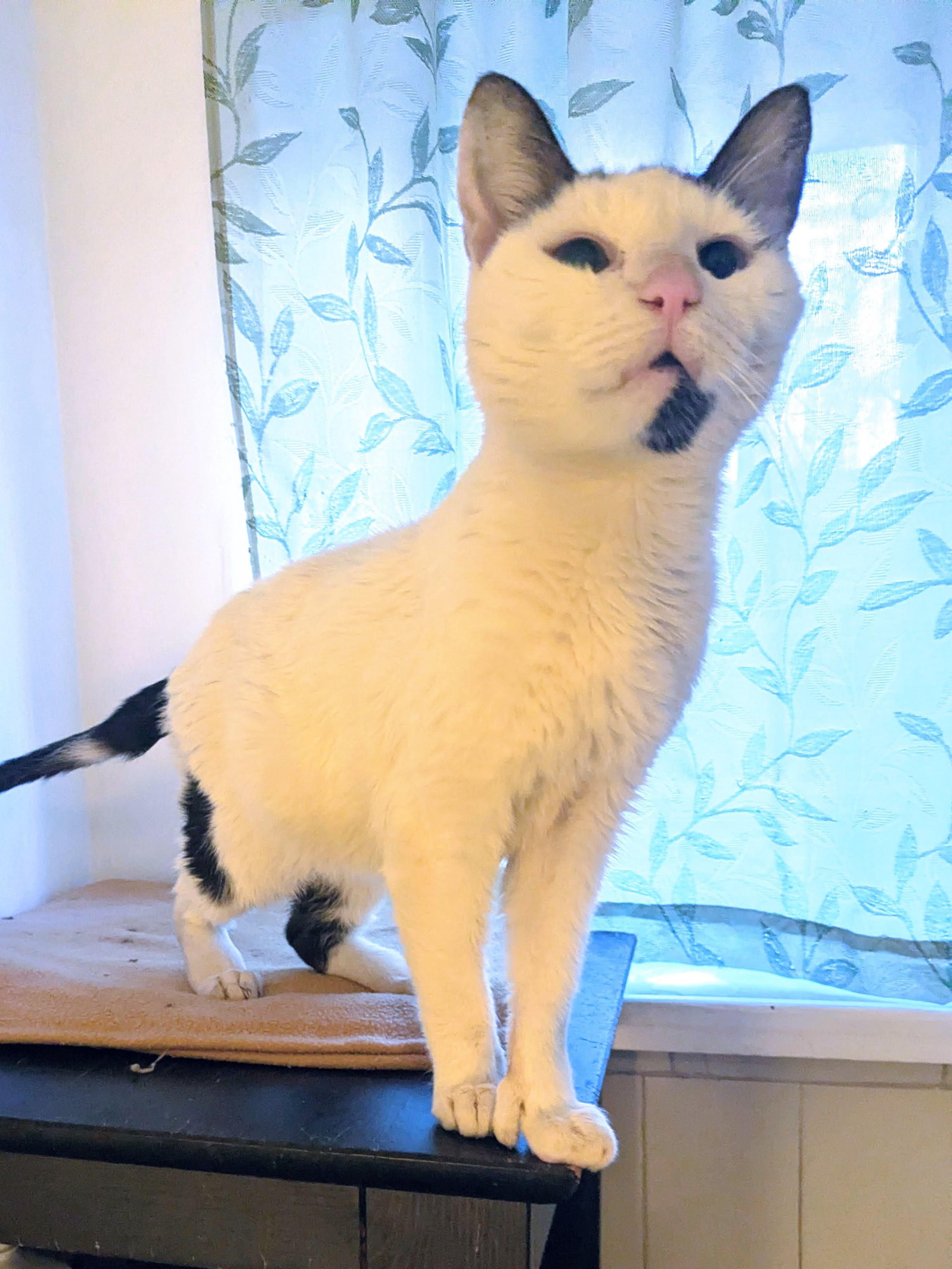 Enlarge Laszlo, a ADOPTABLE American Shorthair in Brooklyn, NY image 1/4