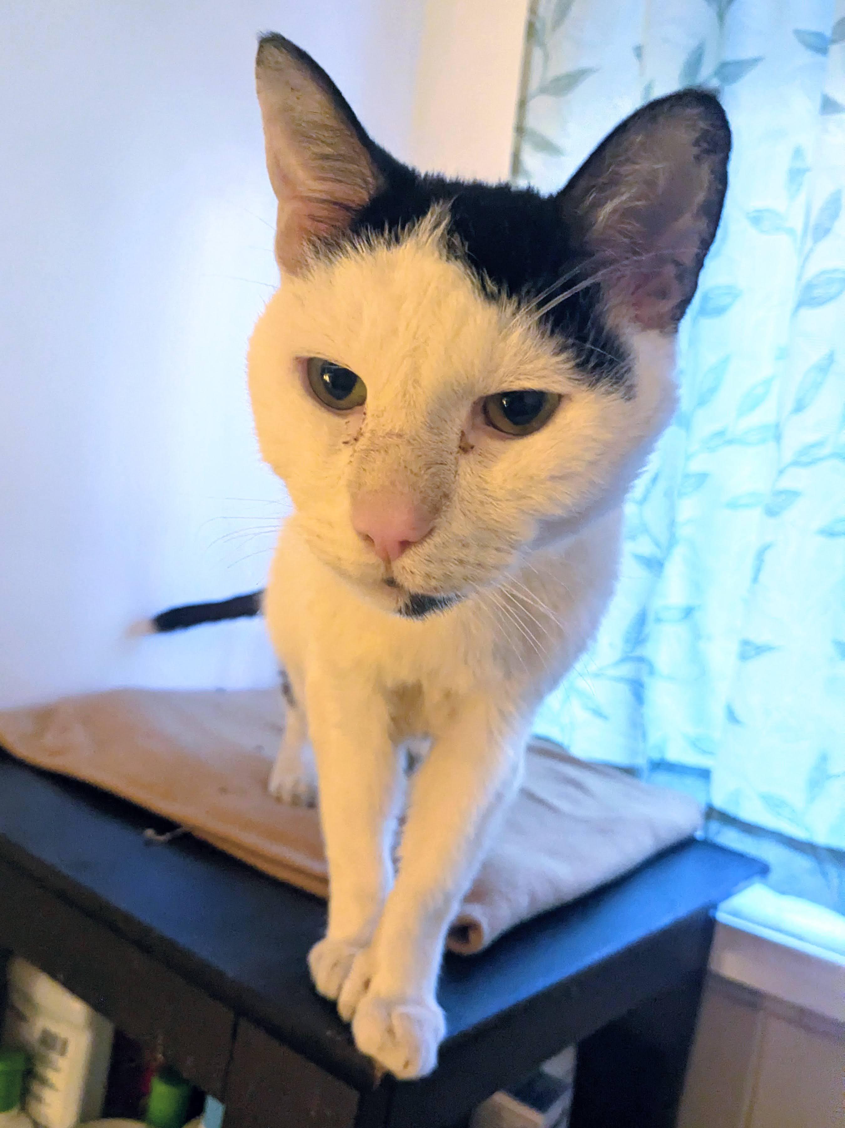 Enlarge Laszlo, a ADOPTABLE American Shorthair in Brooklyn, NY image 2/4