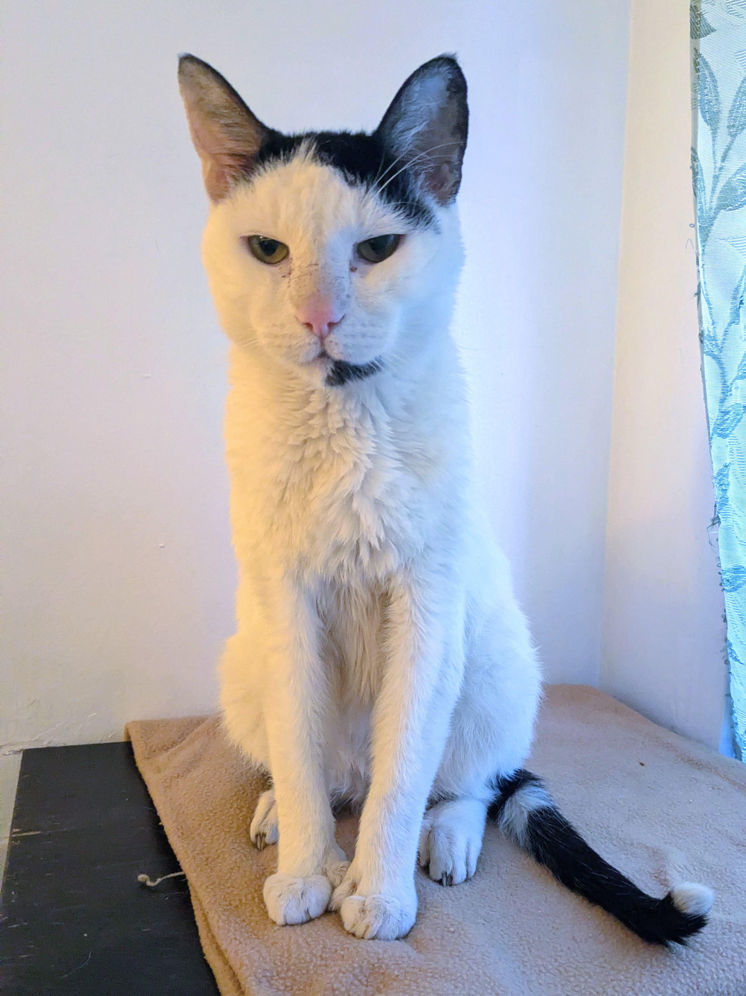 Enlarge Laszlo, a ADOPTABLE American Shorthair in Brooklyn, NY image 3/4