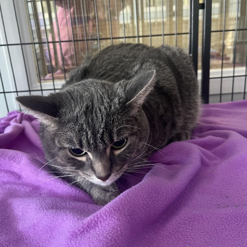 Mylo , ADOPTABLE, Adult Male Domestic Short Hair.