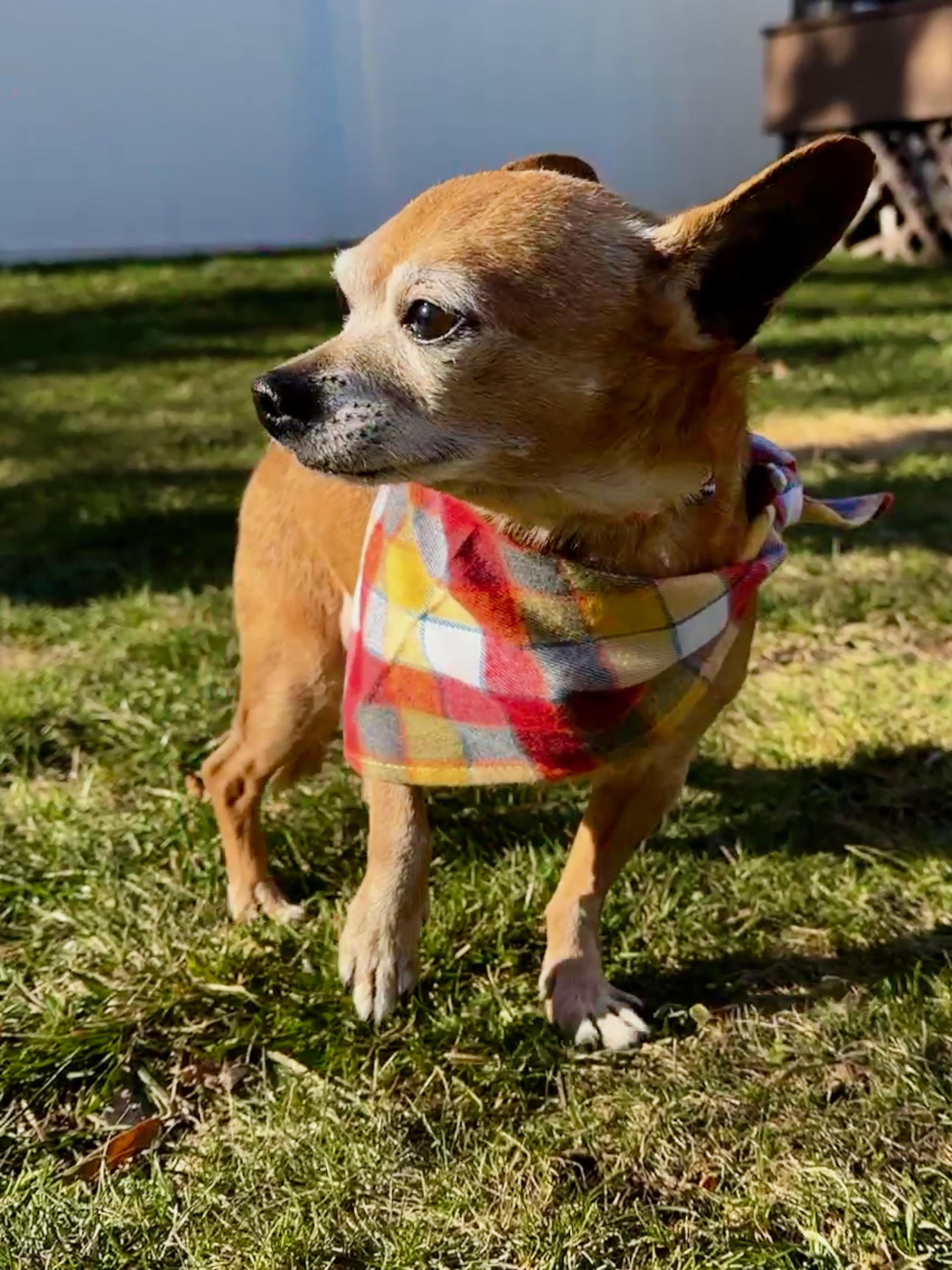 Enlarge Chito, a ADOPTABLE Chihuahua in Thornwood, NY image 1/6