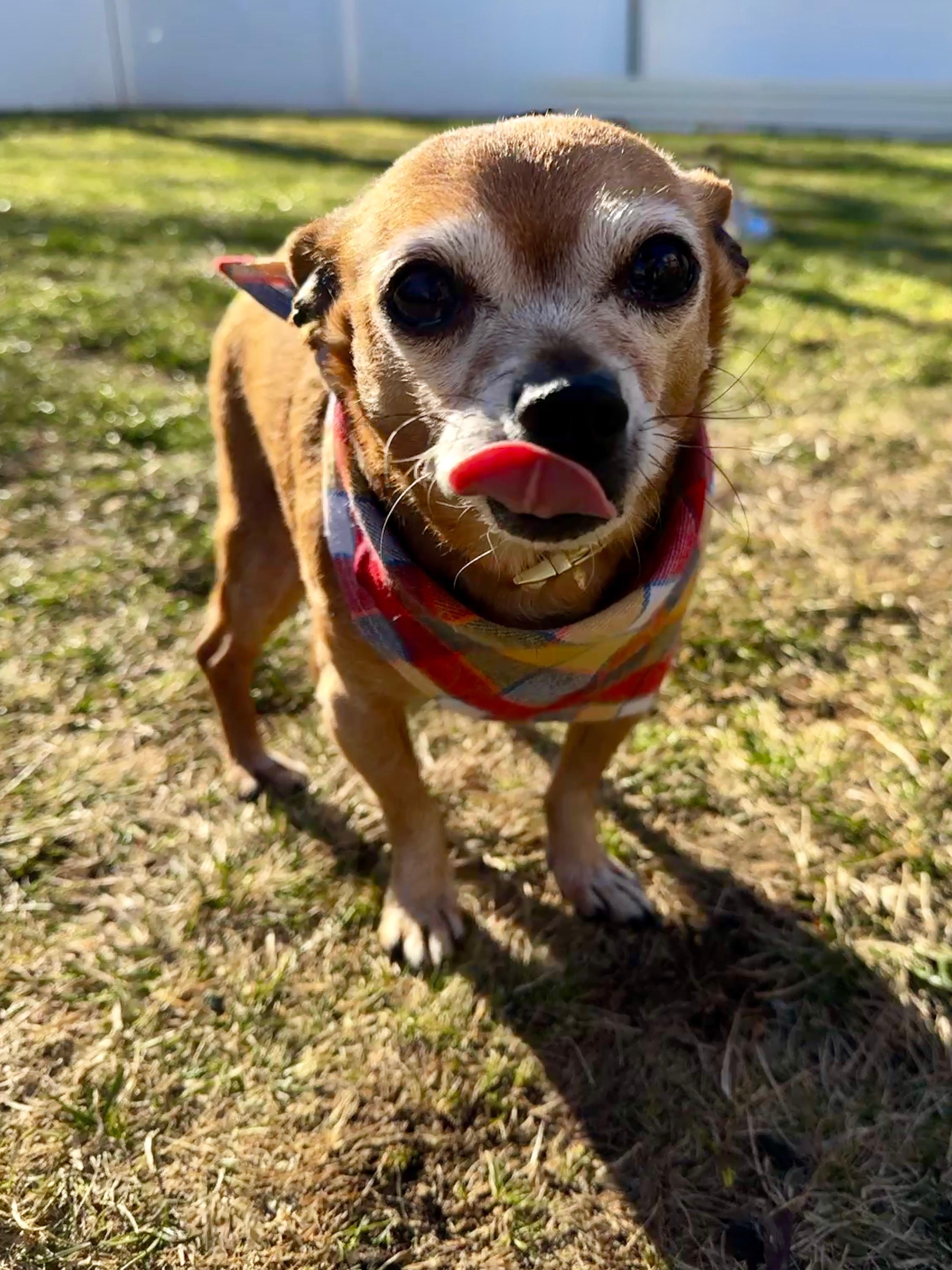 Enlarge Chito, a ADOPTABLE Chihuahua in Thornwood, NY image 2/6