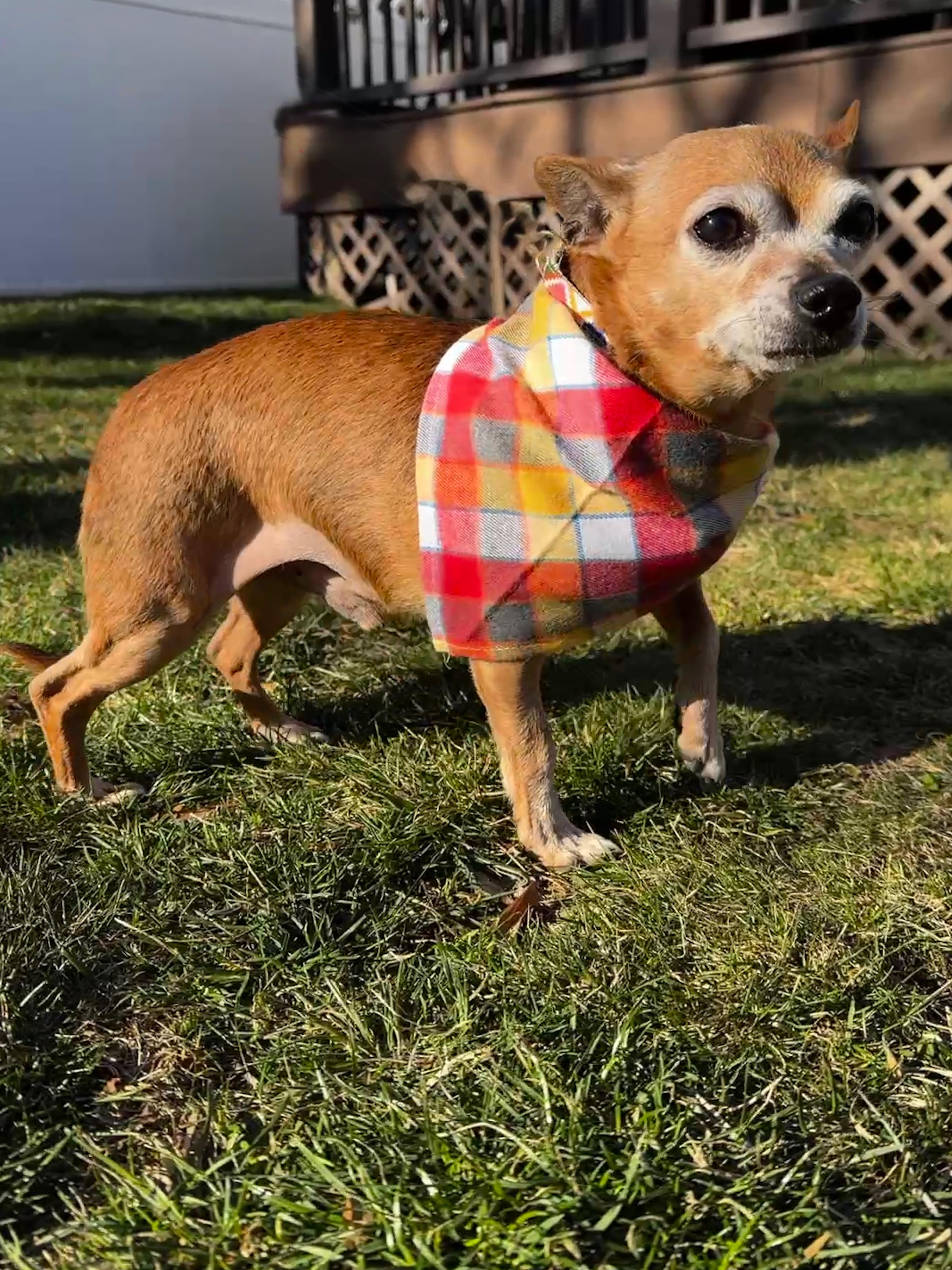 Enlarge Chito, a ADOPTABLE Chihuahua in Thornwood, NY image 4/6