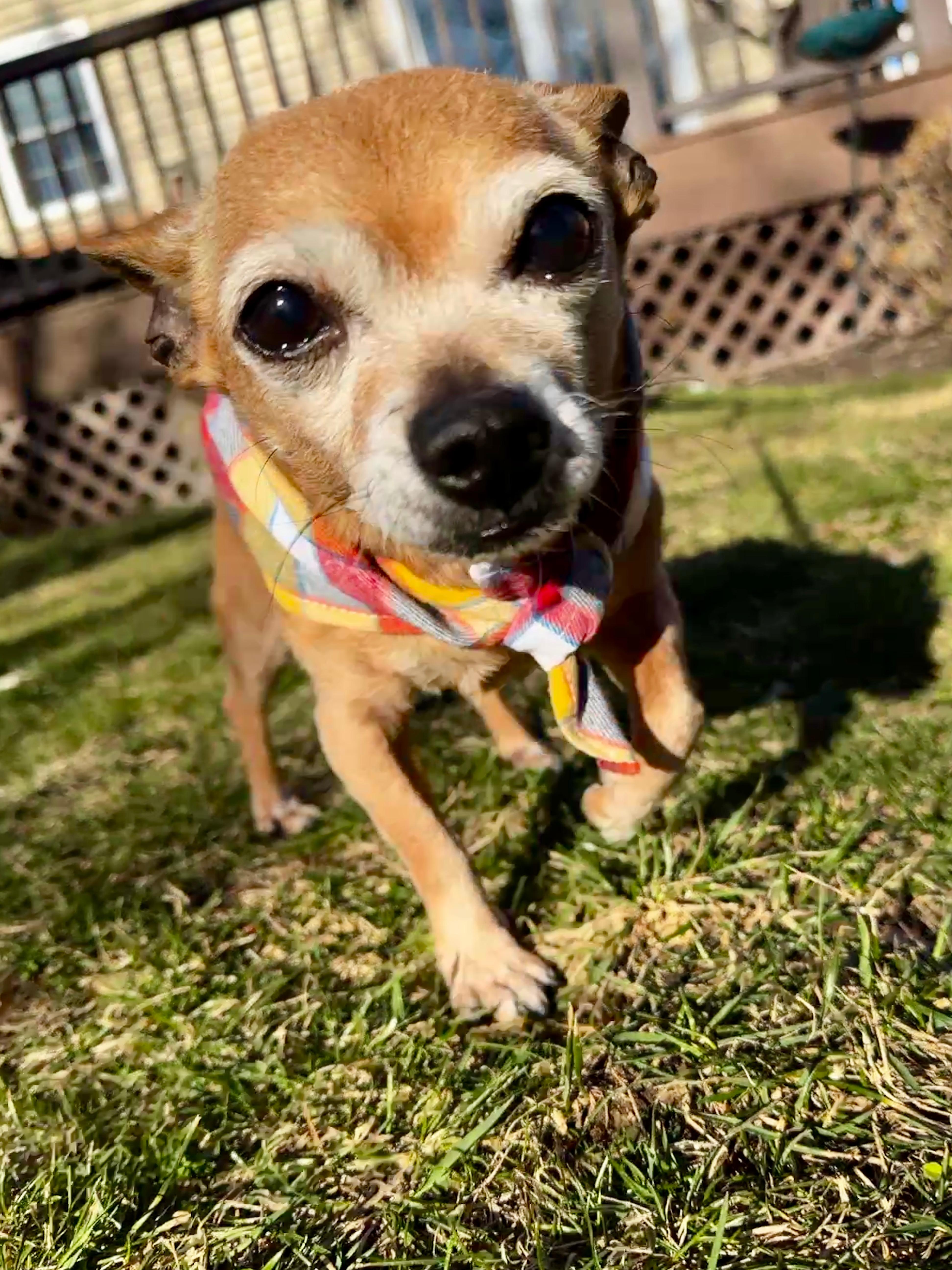 Enlarge Chito, a ADOPTABLE Chihuahua in Thornwood, NY image 5/6