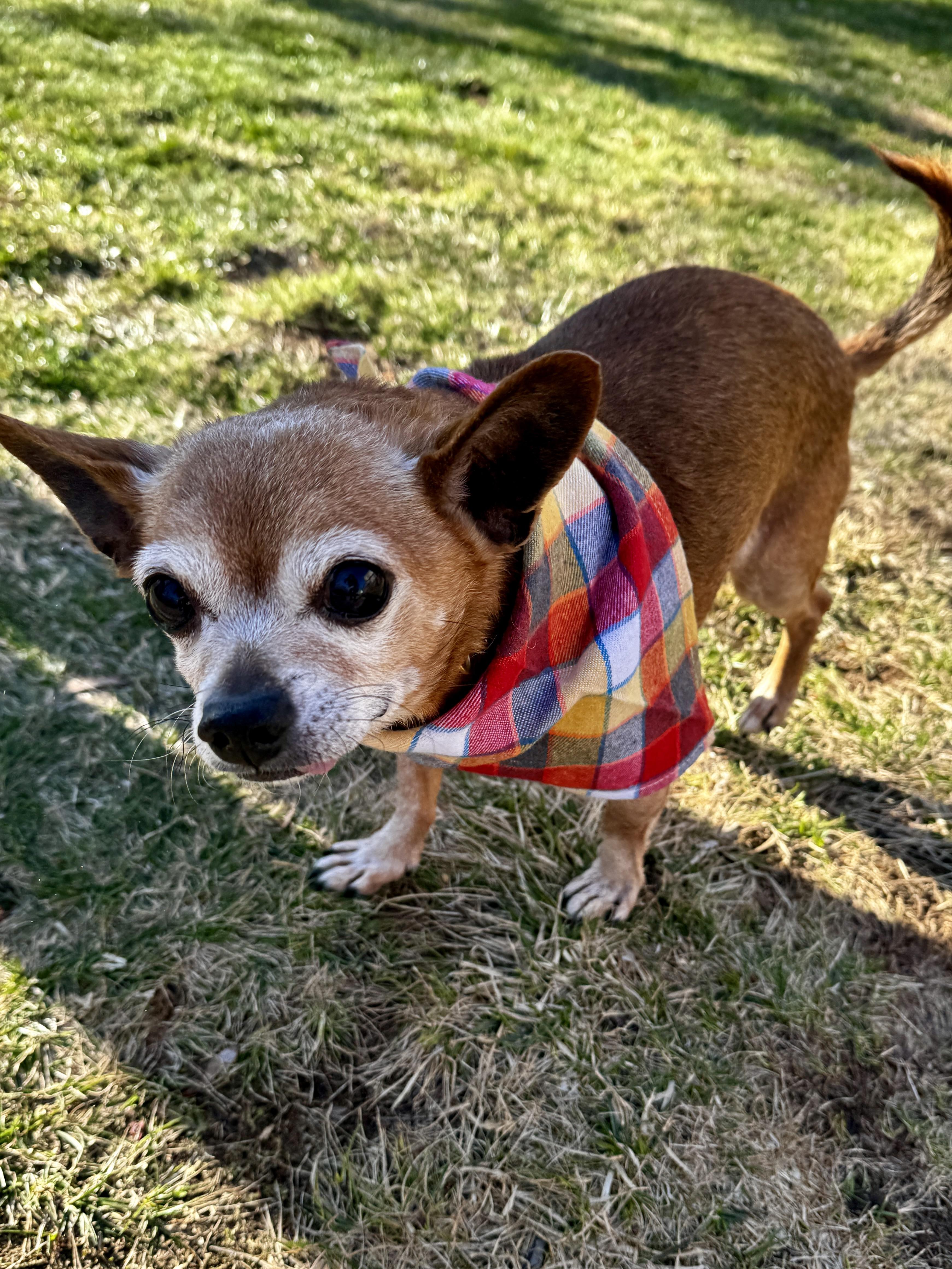 Enlarge Chito, a ADOPTABLE Chihuahua in Thornwood, NY image 3/6