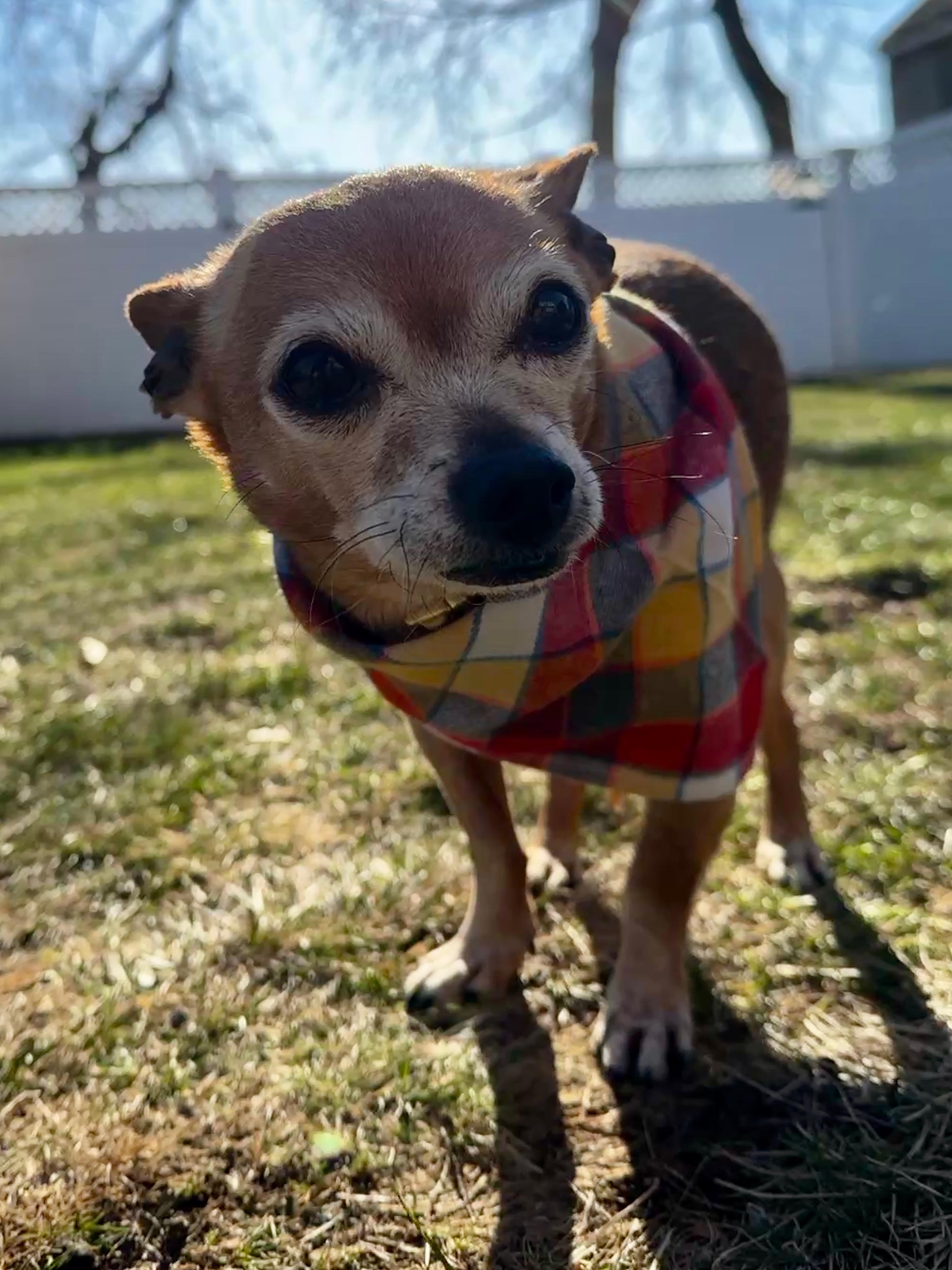 Enlarge Chito, a ADOPTABLE Chihuahua in Thornwood, NY image 6/6