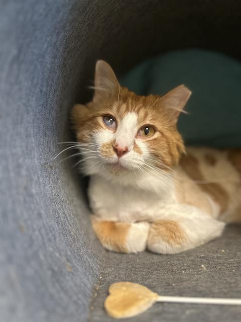 PIXEL, Adoptable, Adult Male Domestic Long Hair.