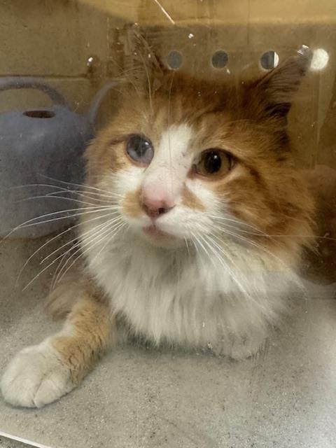 Enlarge PIXEL, a Adoptable Domestic Long Hair in West Valley City, UT image 1/1