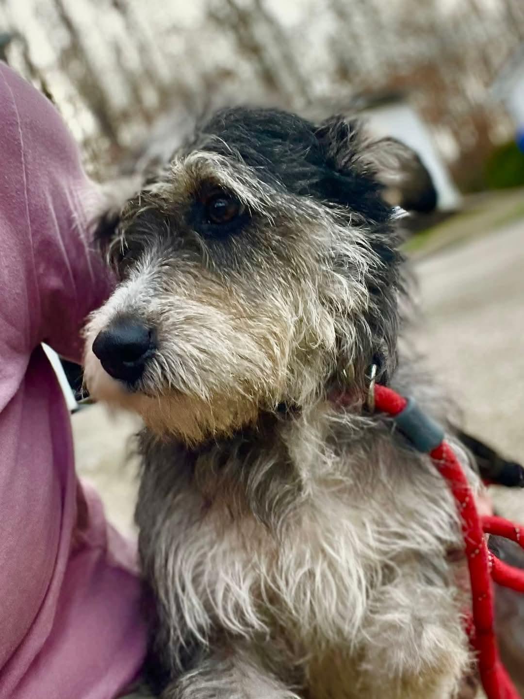 Enlarge Belle, an adopted mixed breed in Stanton, KY image 3/6