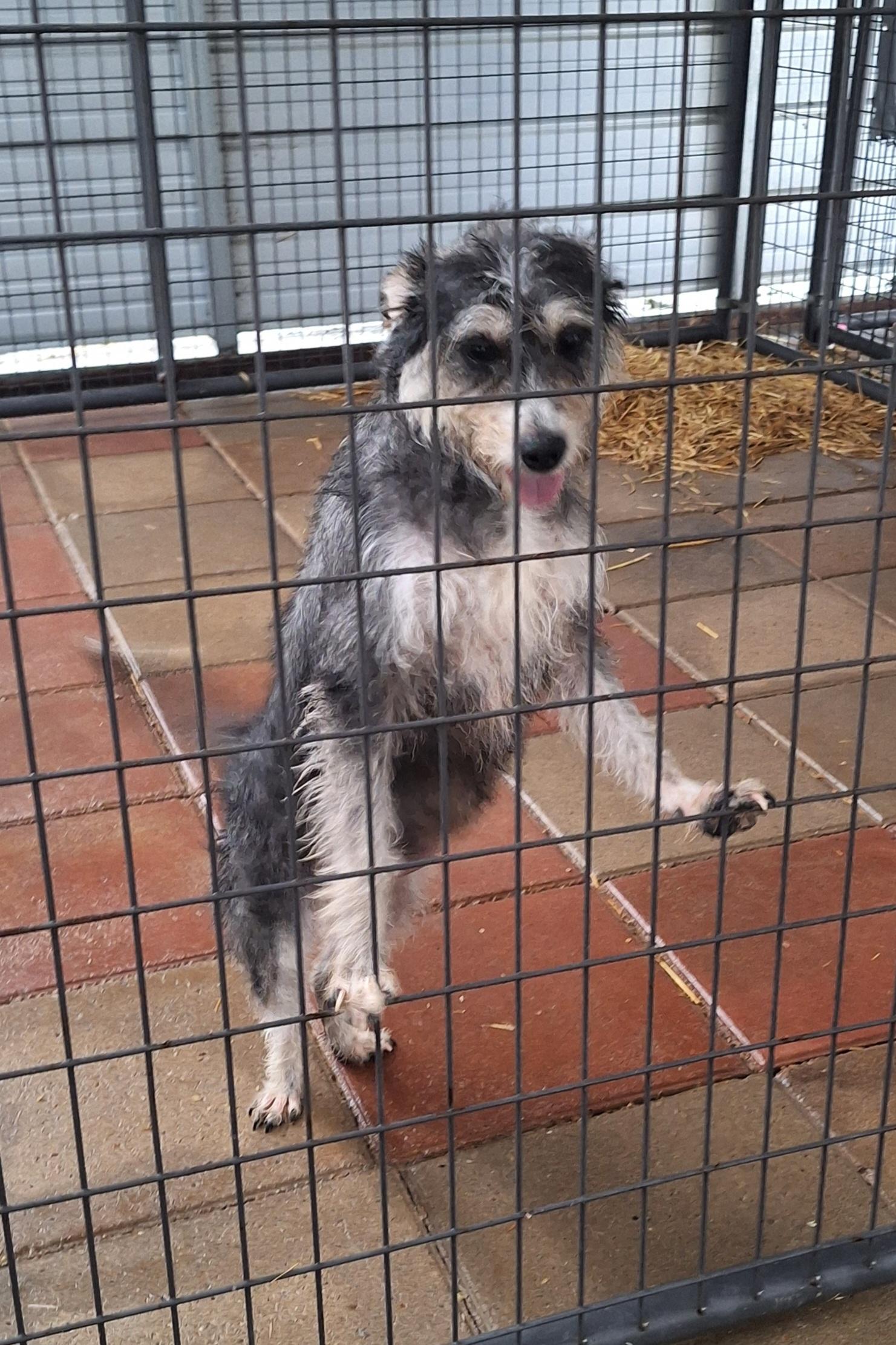 Enlarge Belle, an adopted mixed breed in Stanton, KY image 4/6