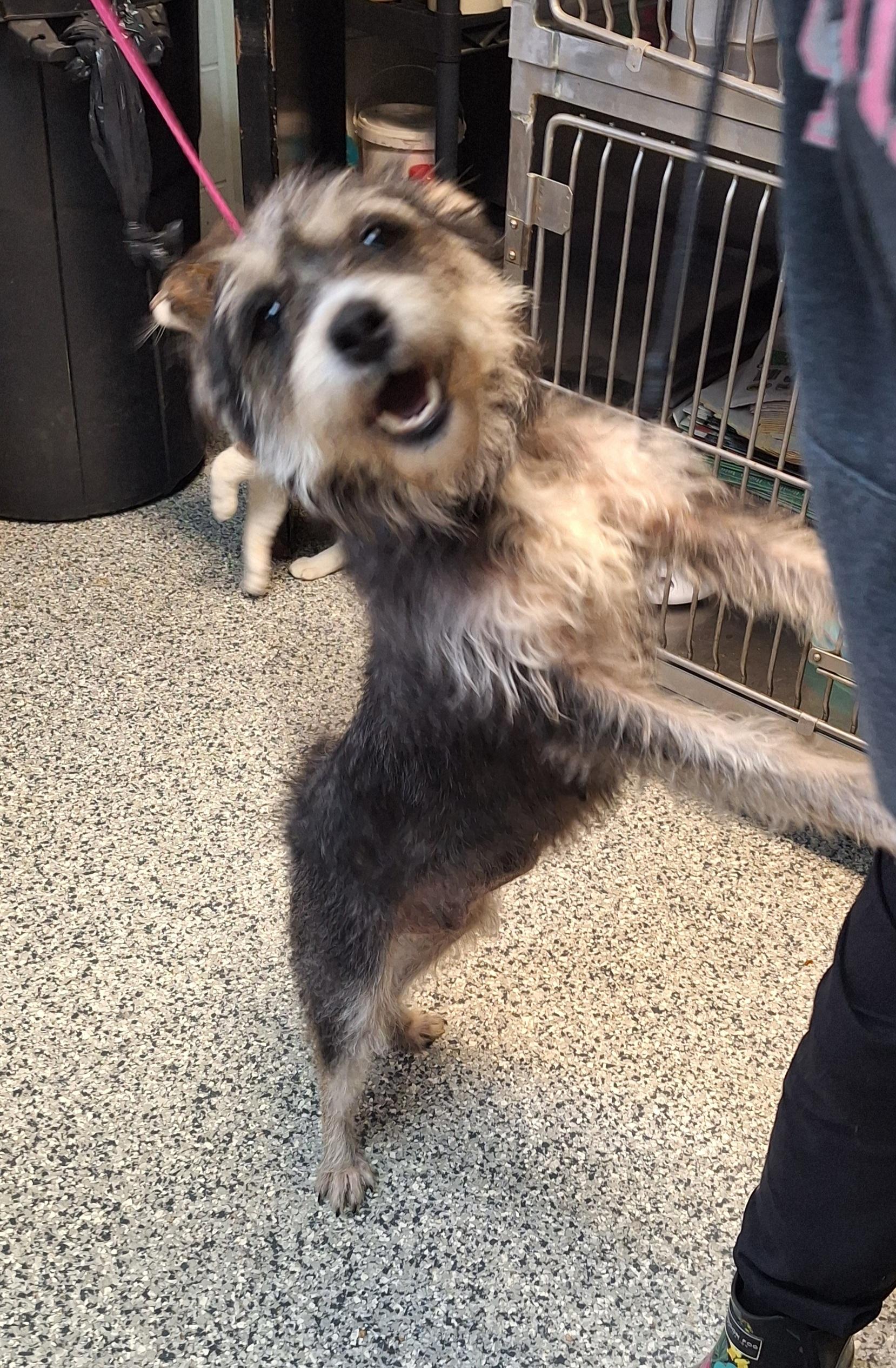 Enlarge Belle, an adopted mixed breed in Stanton, KY image 1/6