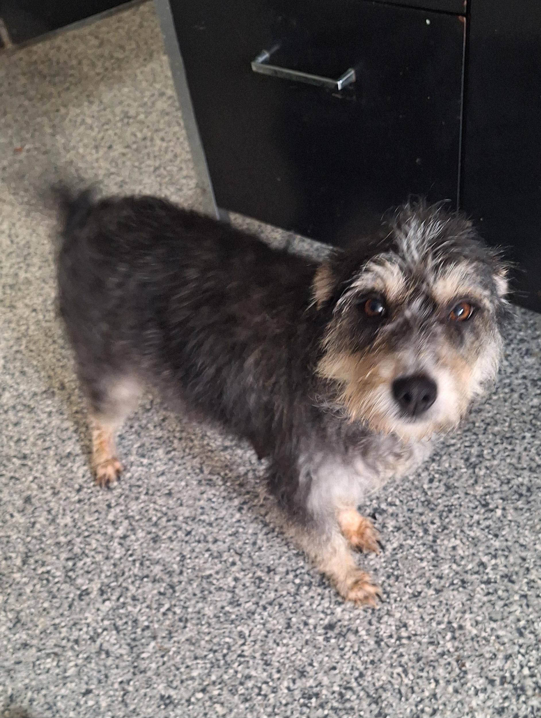 Enlarge Belle, an adopted mixed breed in Stanton, KY image 2/6