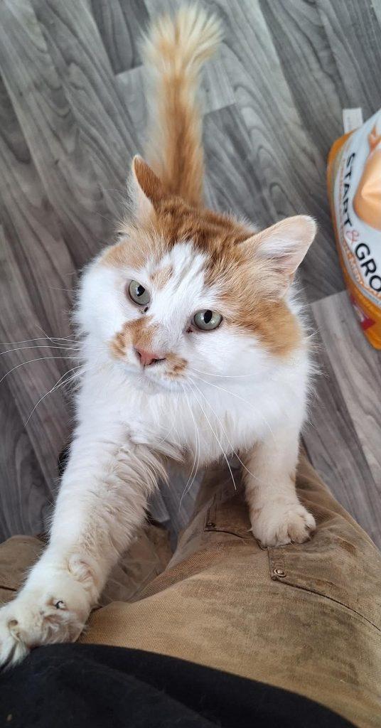 Enlarge Ezra, a Adoptable Domestic Long Hair in Kenai, AK image 1/1