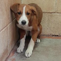 Enlarge (COD) Lex, a Adoptable Mixed Breed in Douglas, AZ image 1/1