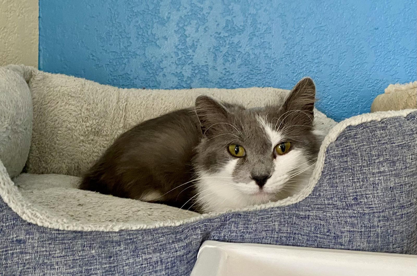 Enlarge Annie, a Adoptable Domestic Medium Hair in Fargo, ND image 1/1