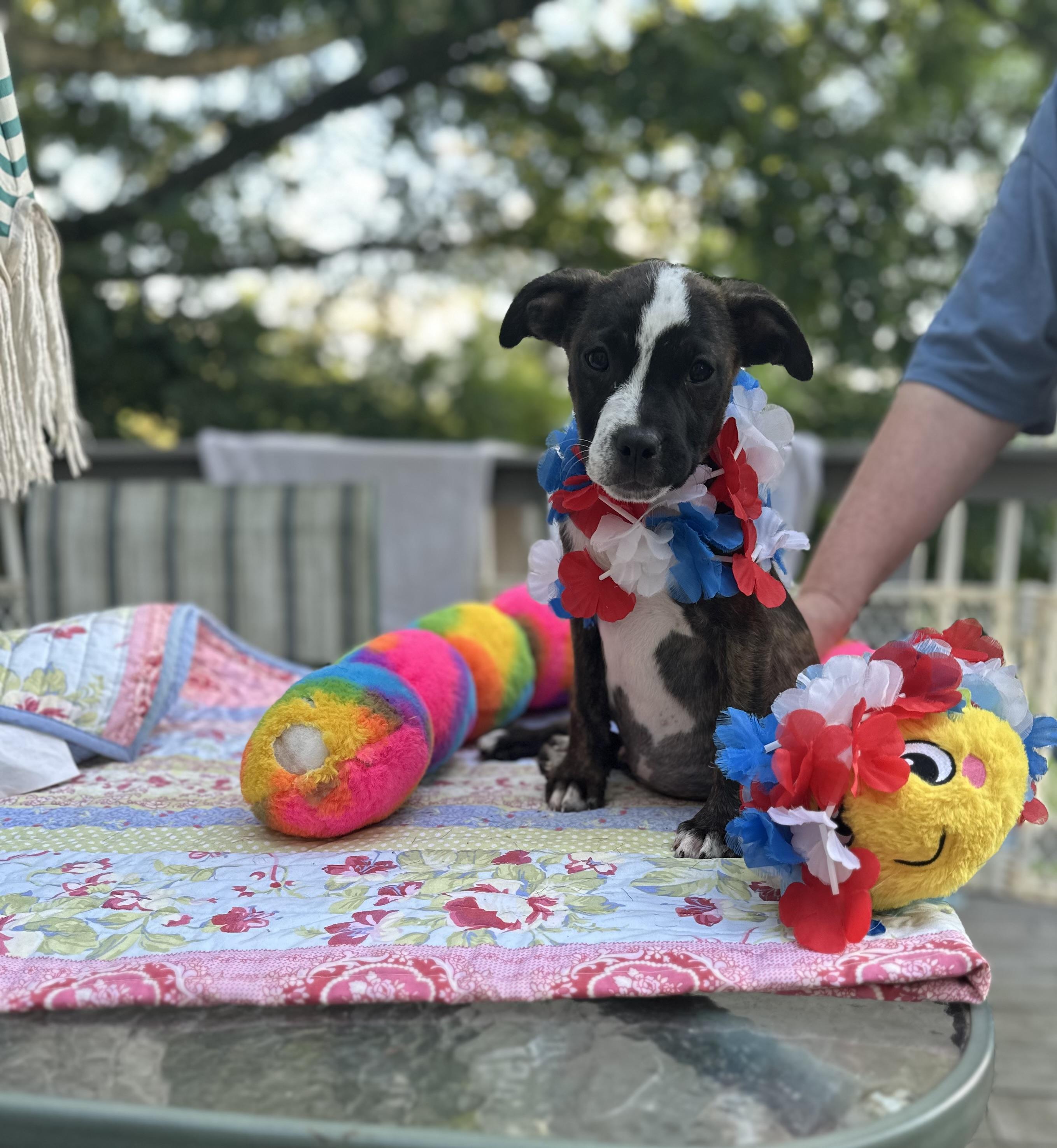 Frankie - [ ]  Saturday Pet Supplies Plus 1-3-  5348 Dixie Hwy Waterford, MI 48329), Baby Male Labrador Retriever