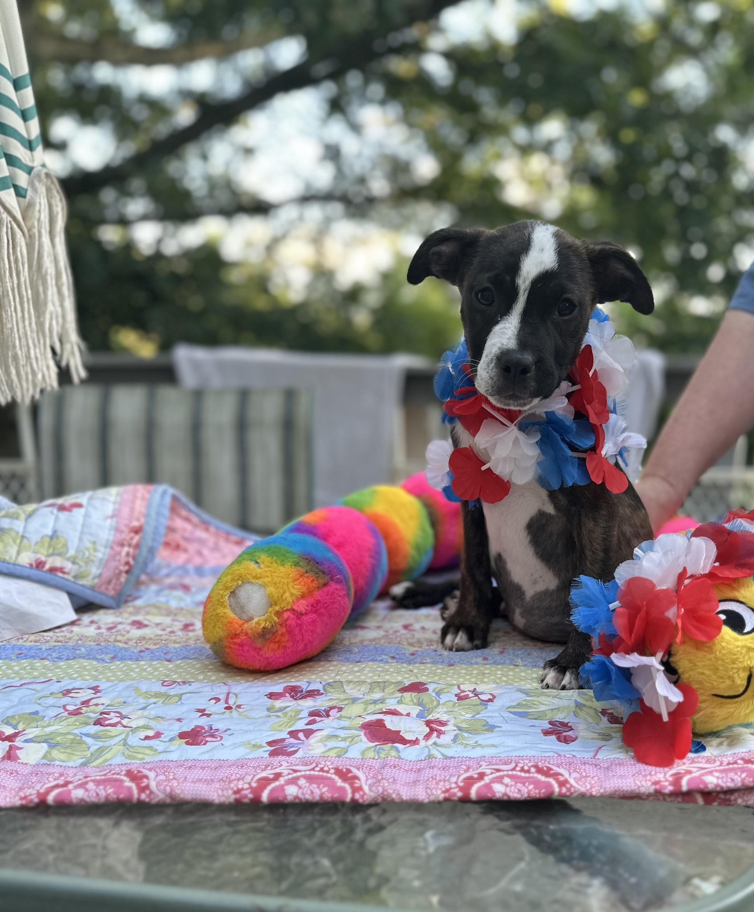 Frankie - [ ]  Saturday Pet Supplies Plus 1-3-  5348 Dixie Hwy Waterford, MI 48329) photo 3