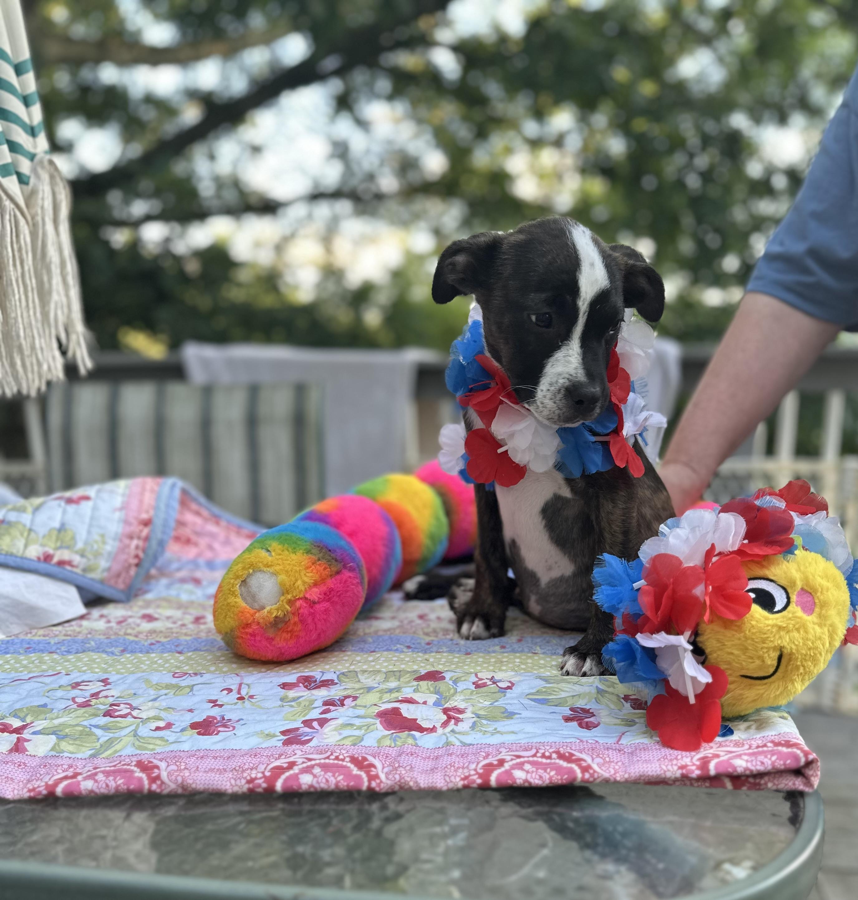 Frankie - [ ]  Saturday Pet Supplies Plus 1-3-  5348 Dixie Hwy Waterford, MI 48329) photo 4