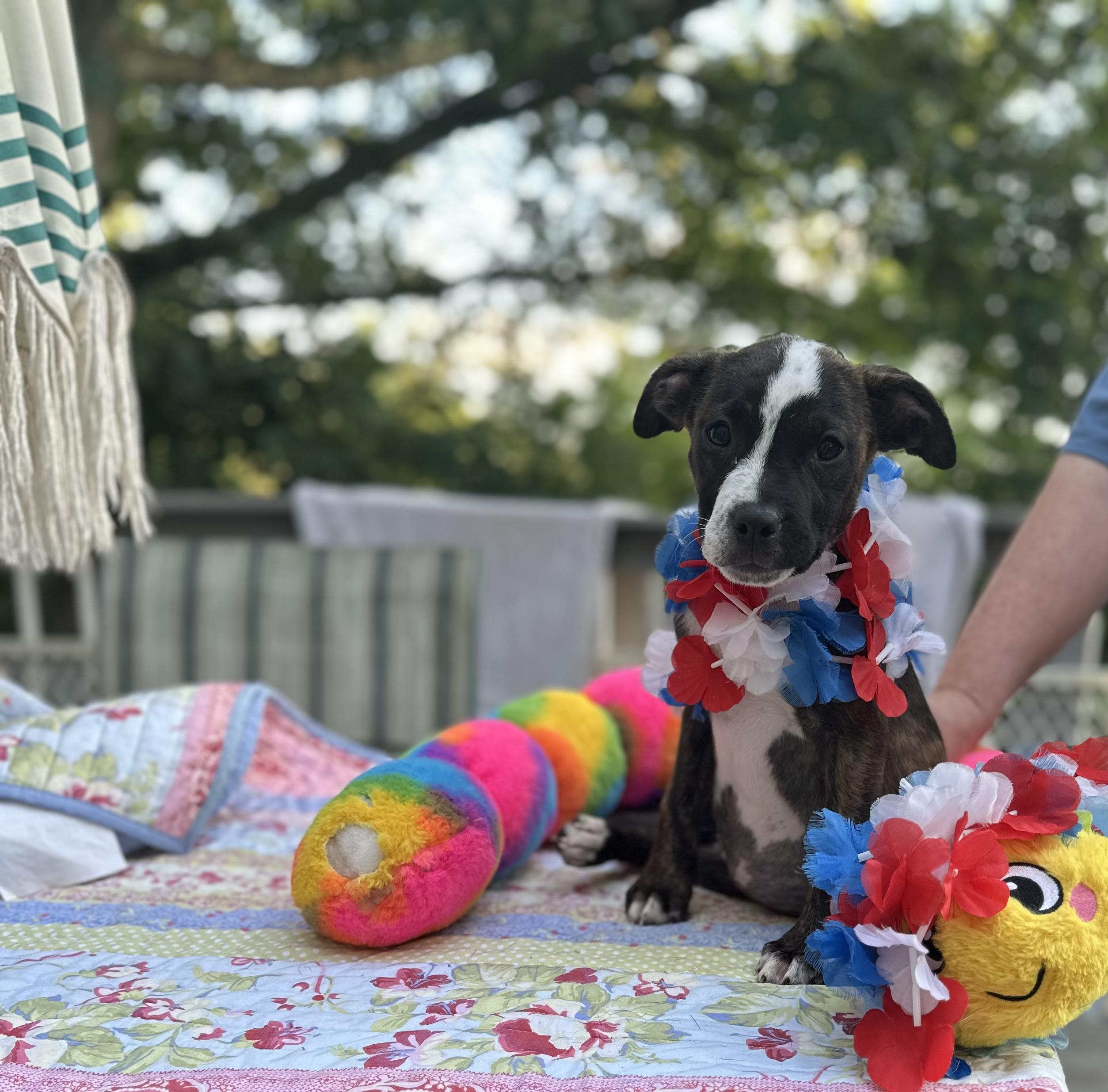 Frankie - [ ]  Saturday Pet Supplies Plus 1-3-  5348 Dixie Hwy Waterford, MI 48329) photo 5