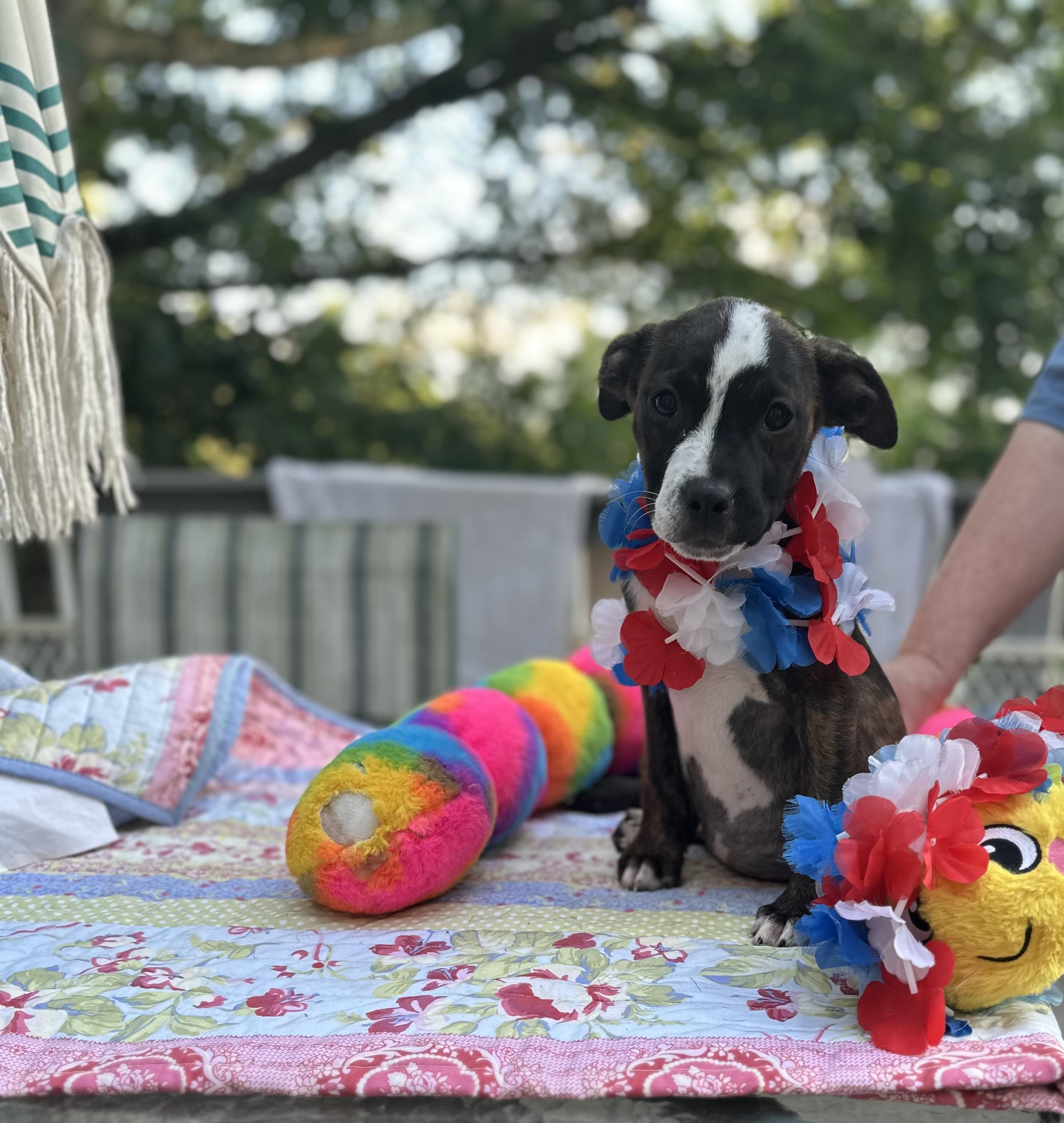 Frankie - [ ]  Saturday Pet Supplies Plus 1-3-  5348 Dixie Hwy Waterford, MI 48329) photo 2