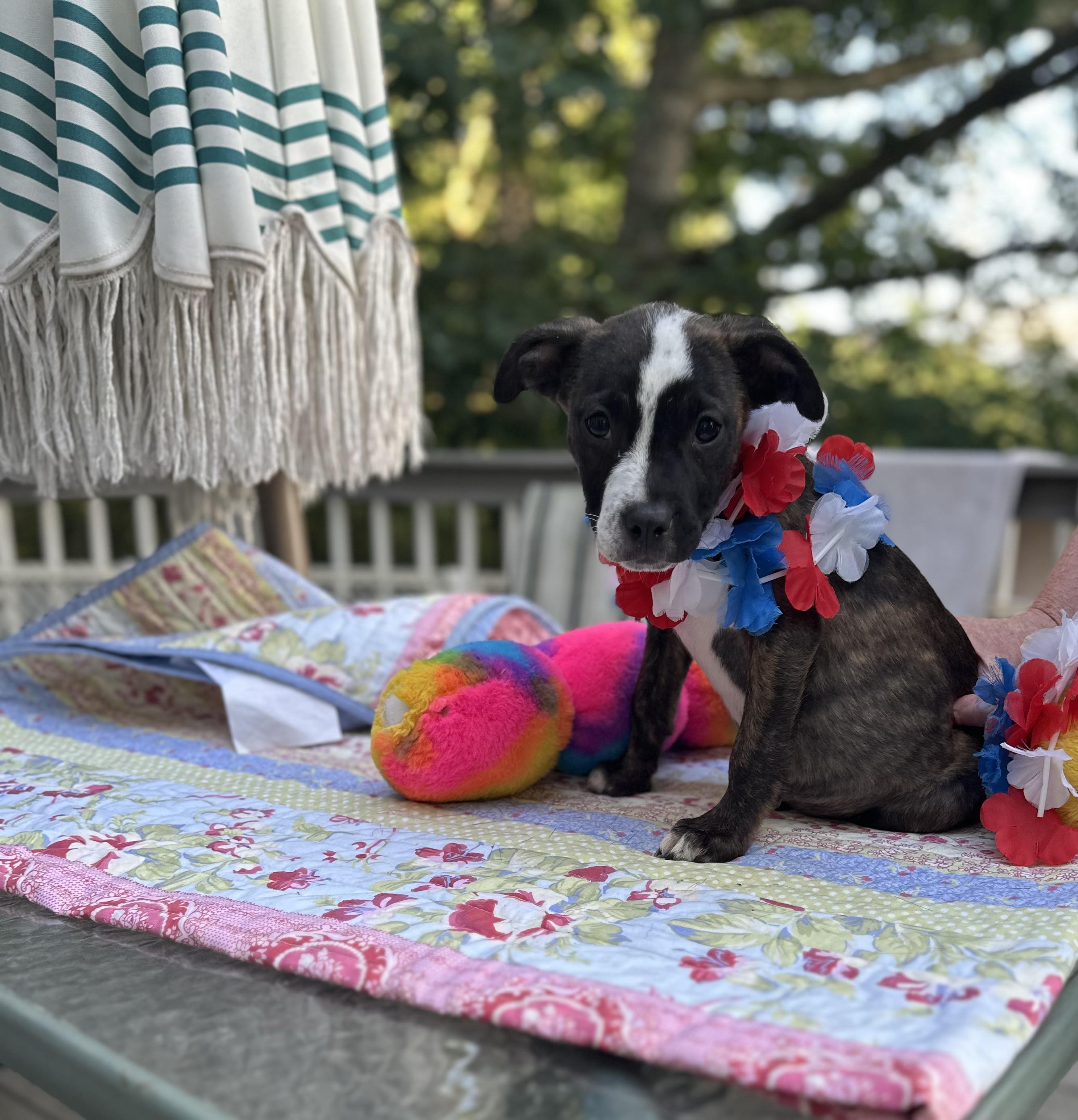 Frankie - [ ]  Saturday Pet Supplies Plus 1-3-  5348 Dixie Hwy Waterford, MI 48329) photo 6