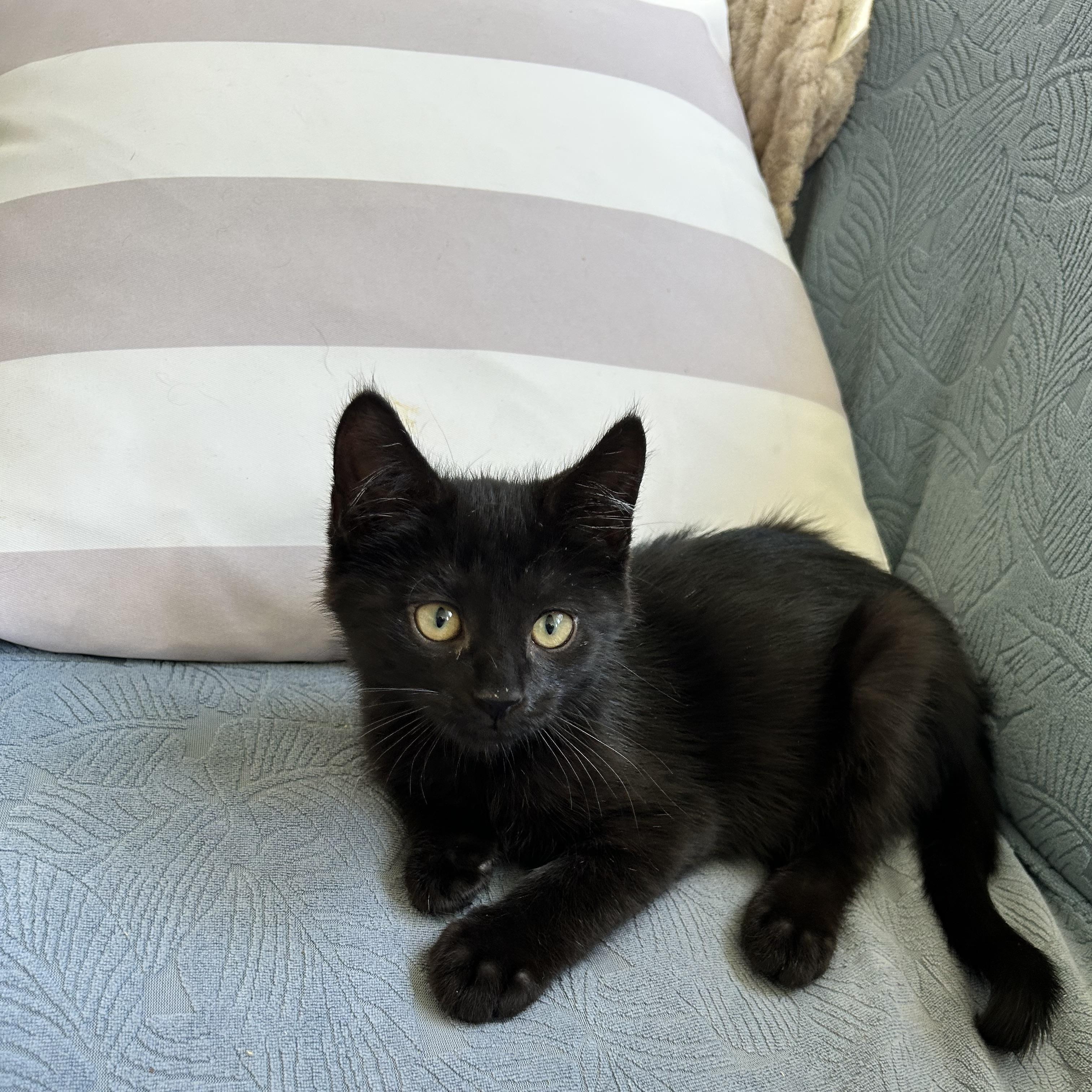 Enlarge Jasper, a Adoptable Domestic Short Hair in Westville, NJ image 2/2