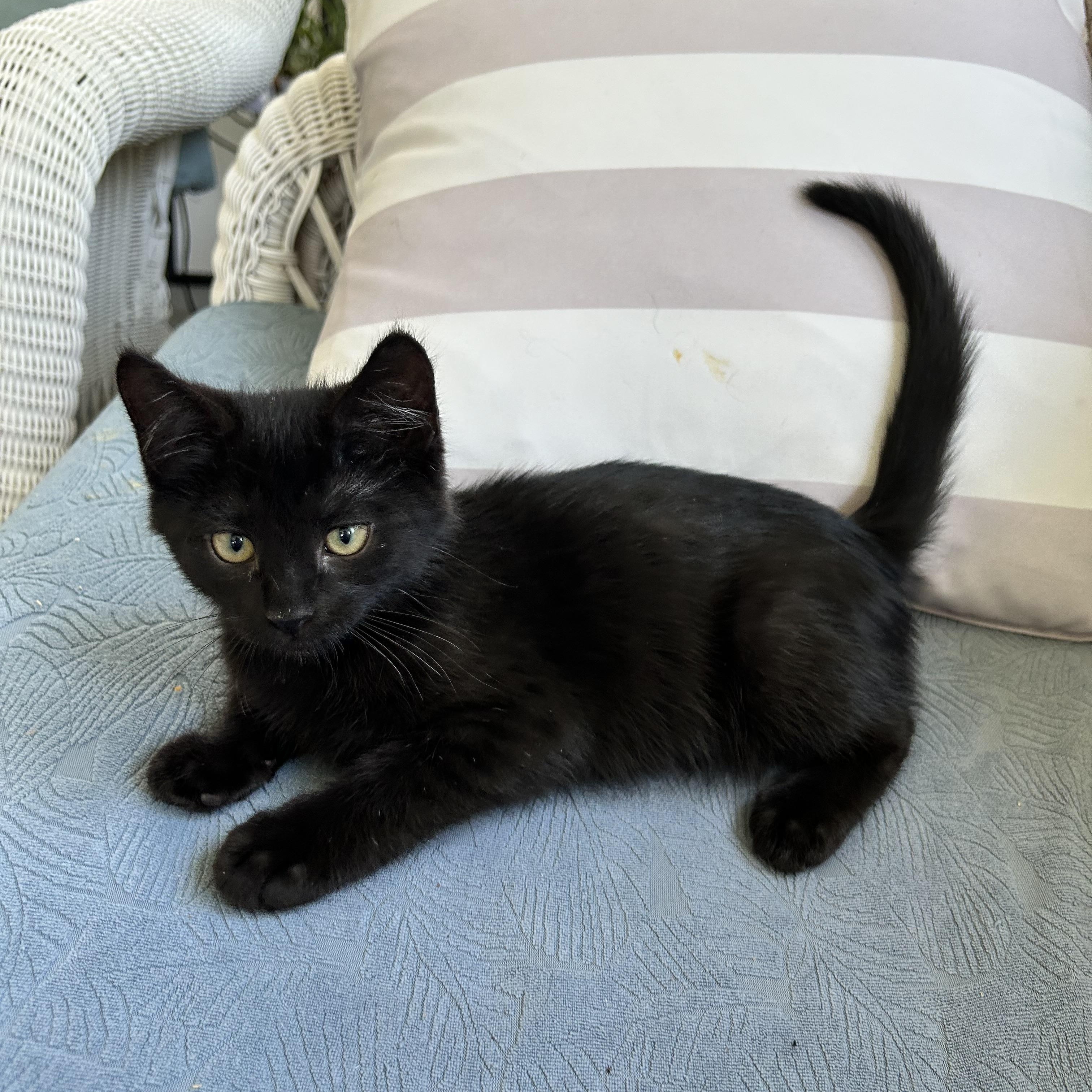 Jasper, Adoptable, Kitten Male Domestic Short Hair.
