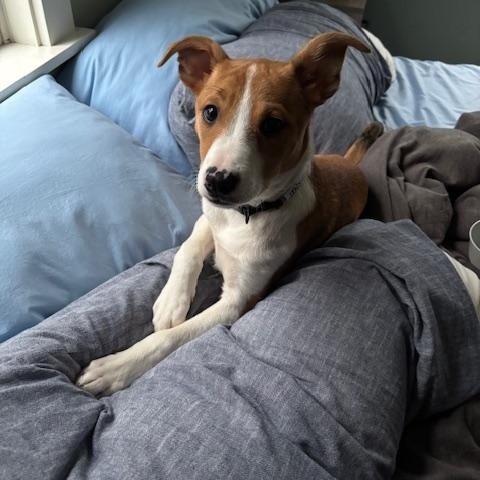 Enlarge Jinx is in Maine!, an adoptable mixed breed in South Portland, ME image 2/6