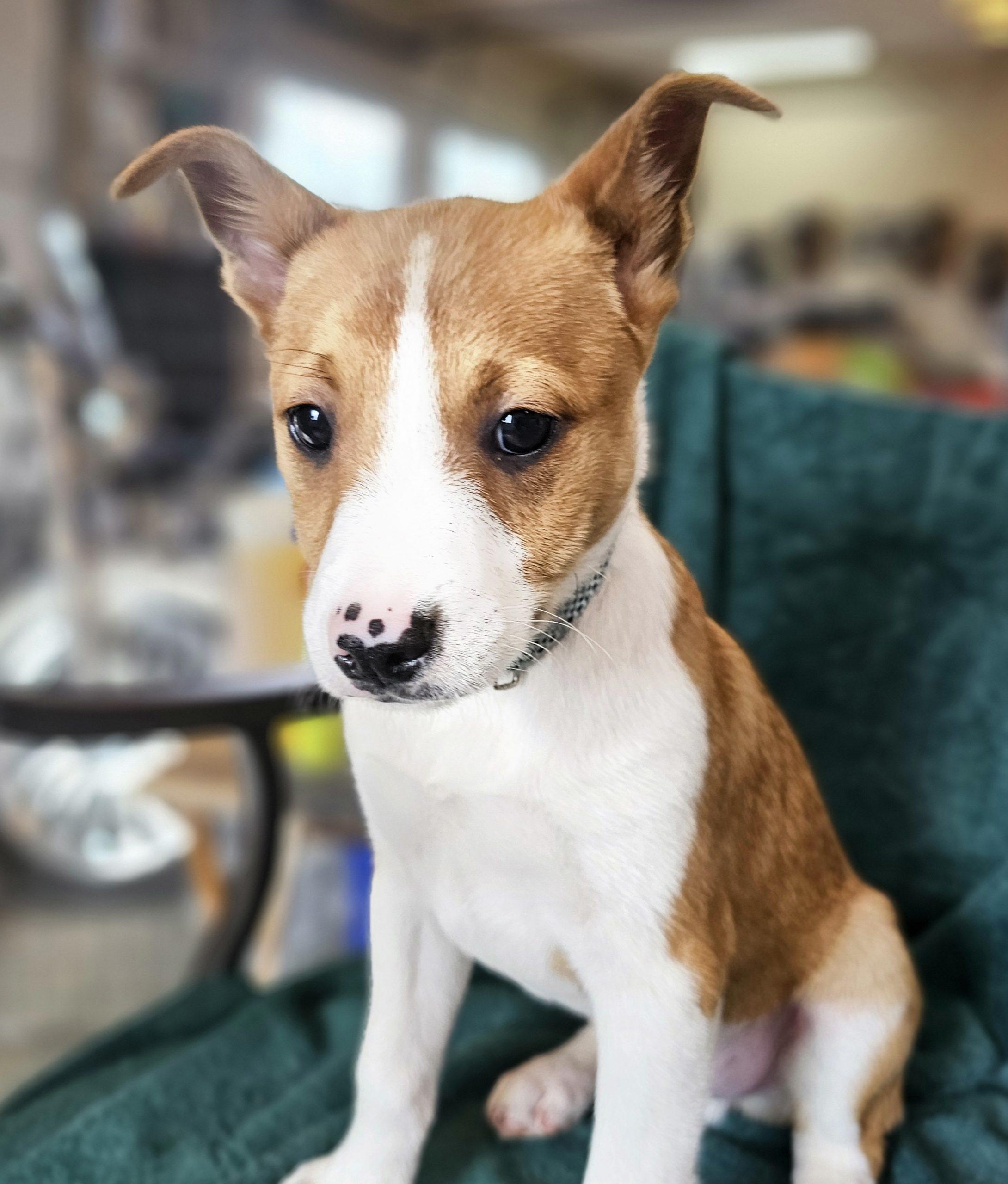 Enlarge Jinx, an adoptable mixed breed in South Portland, ME image 1/2