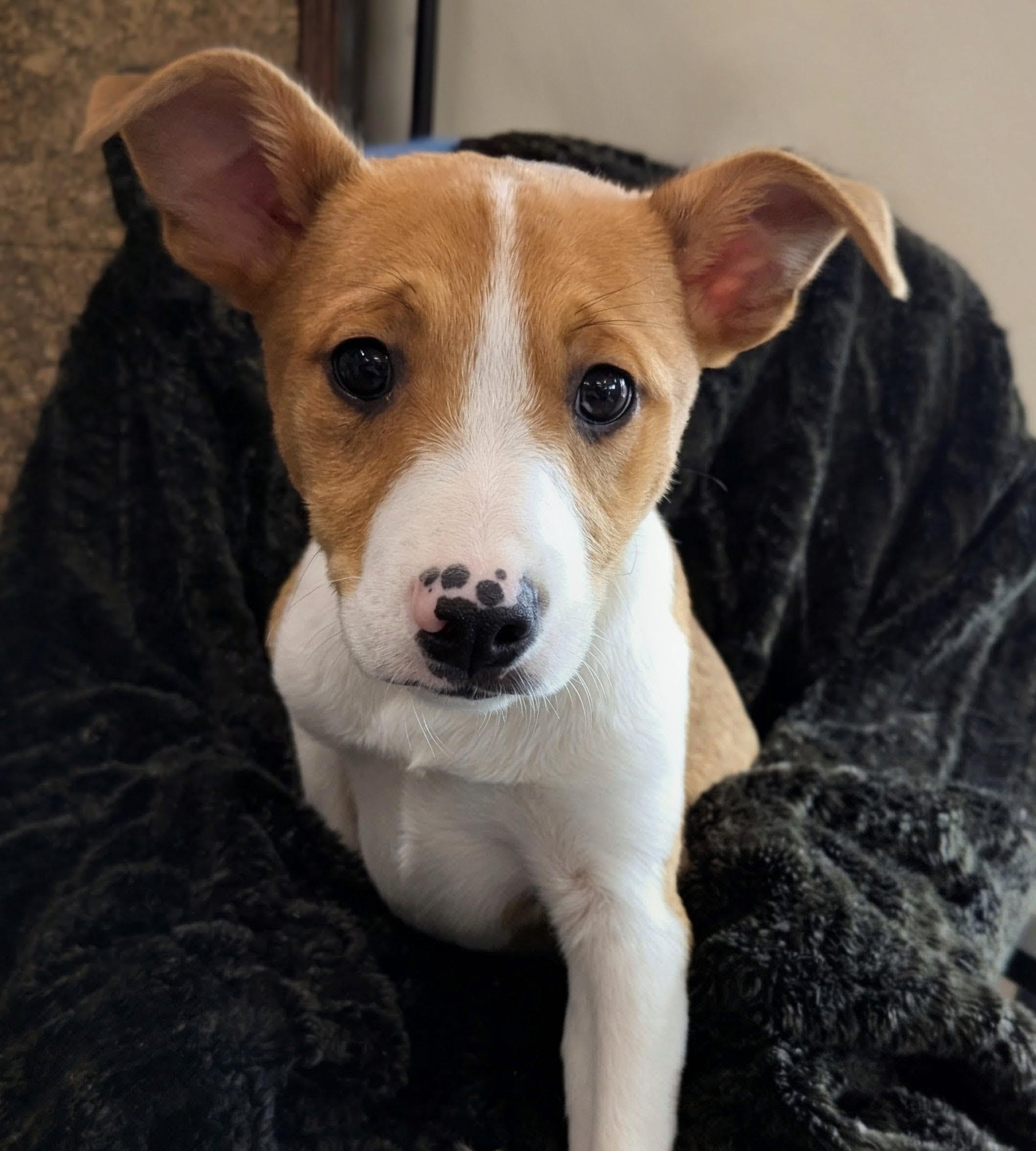 Enlarge Jinx, an adoptable mixed breed in South Portland, ME image 1/5