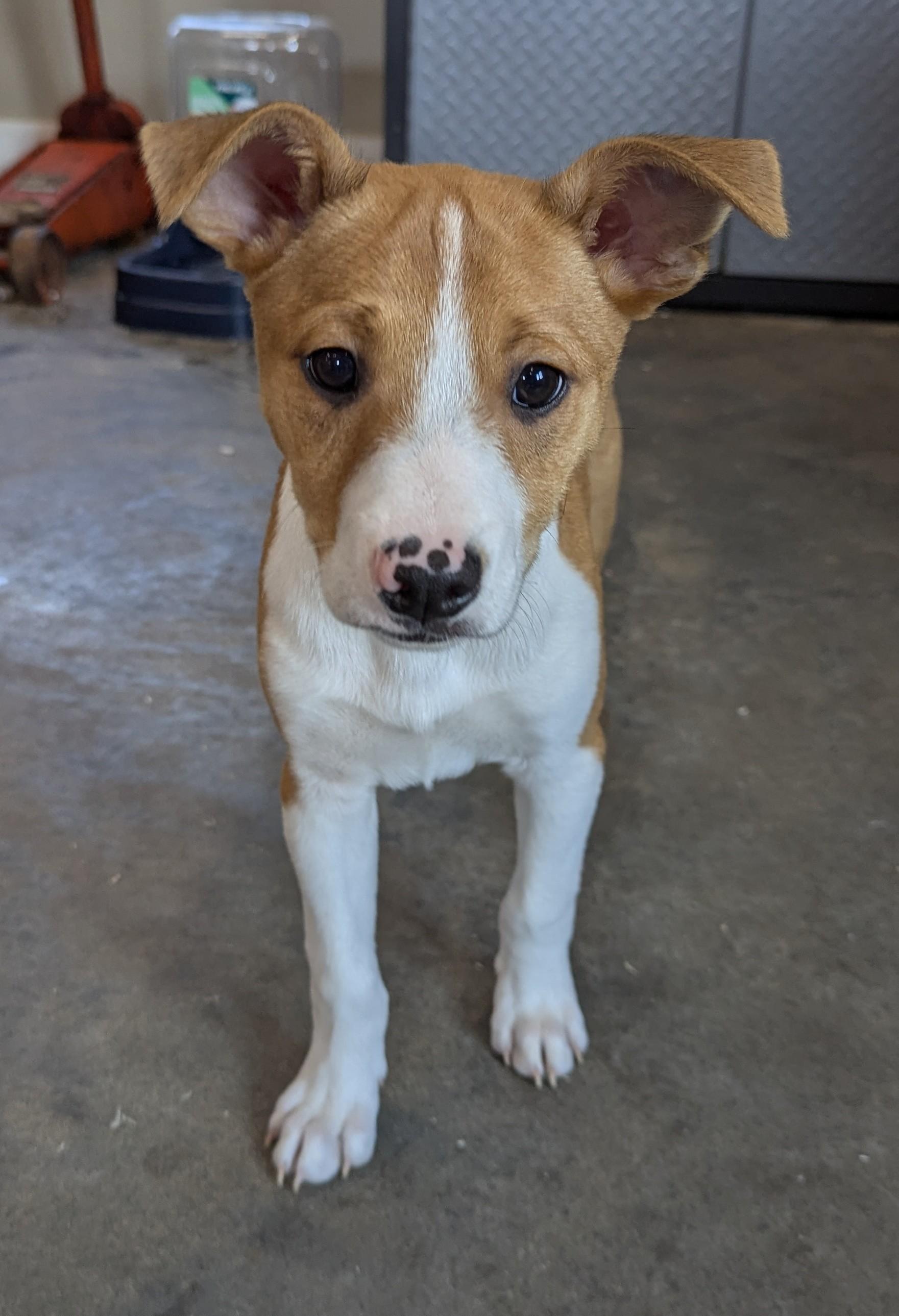 Enlarge Jinx, an adoptable mixed breed in South Portland, ME image 3/5