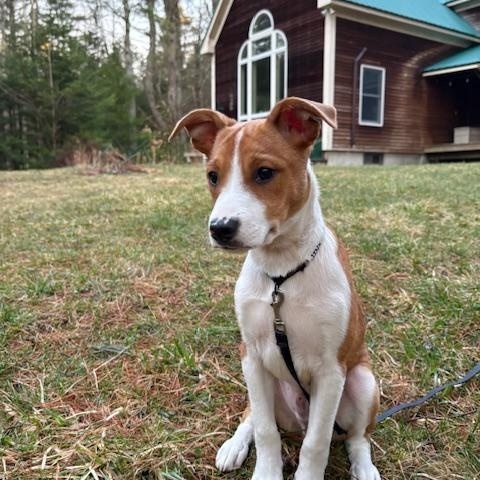 Jinx is in Maine!, adoptable, Puppy Male Mixed Breed & Border Collie.