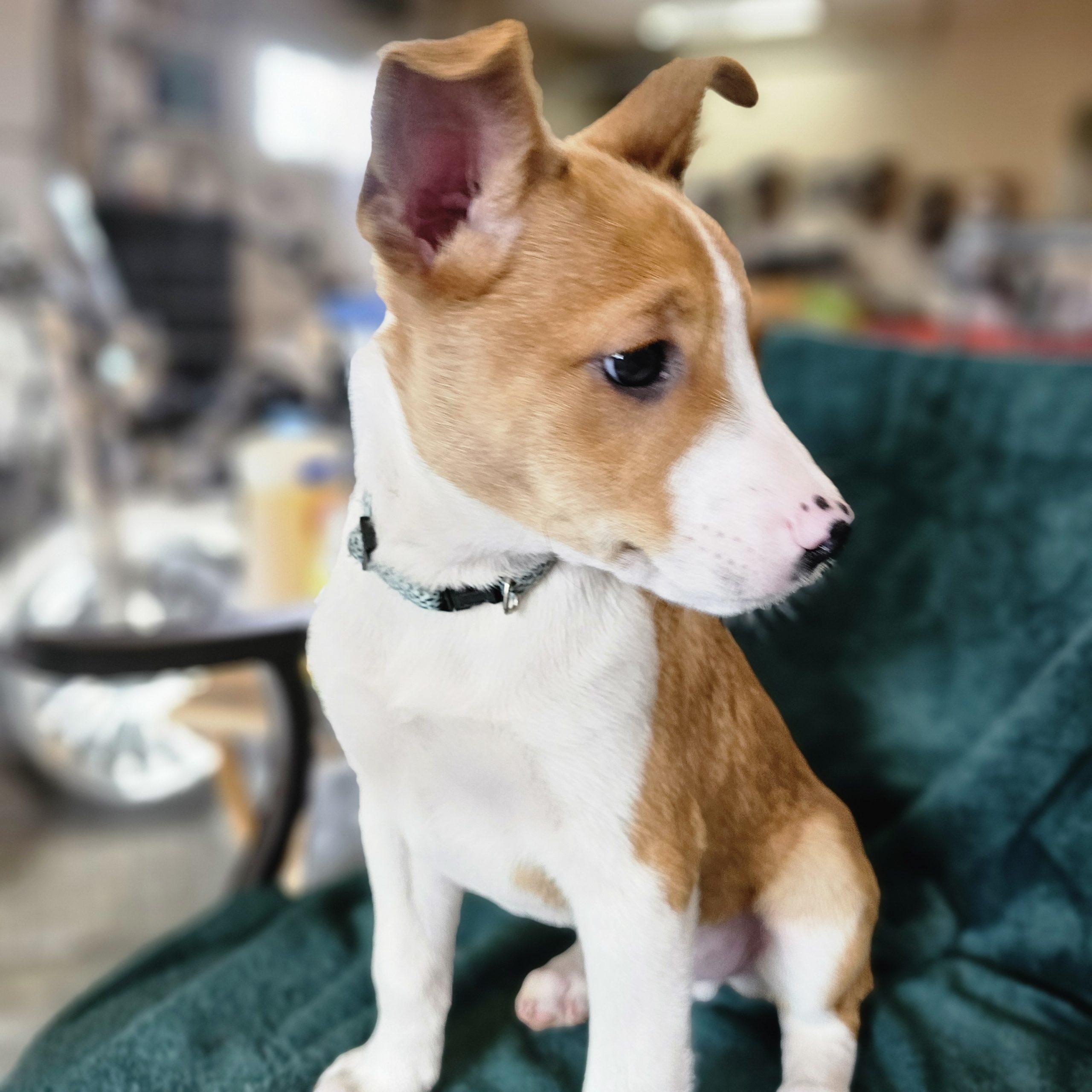 Enlarge Jinx, an adoptable mixed breed in South Portland, ME image 2/2