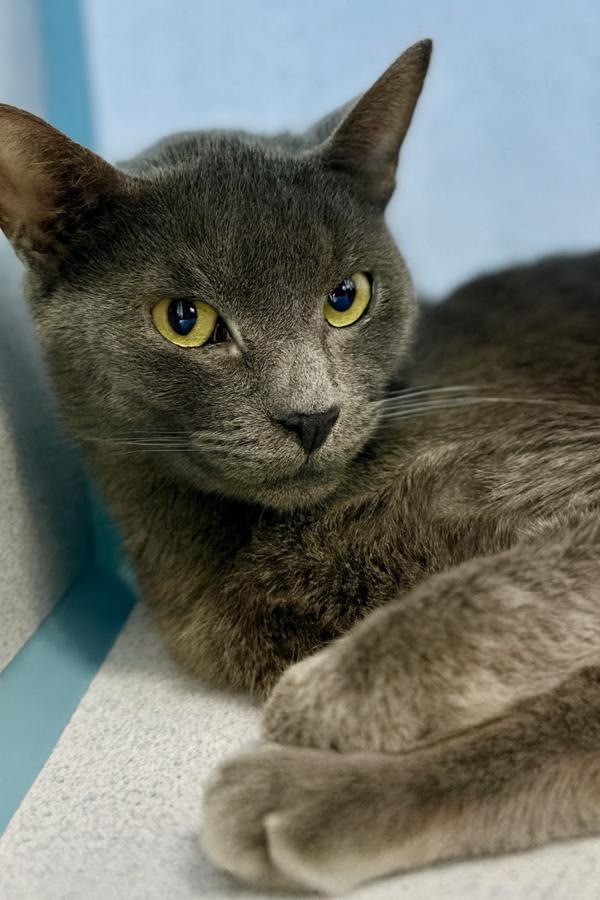 Alabama, Adoptable, Young Female Domestic Short Hair.