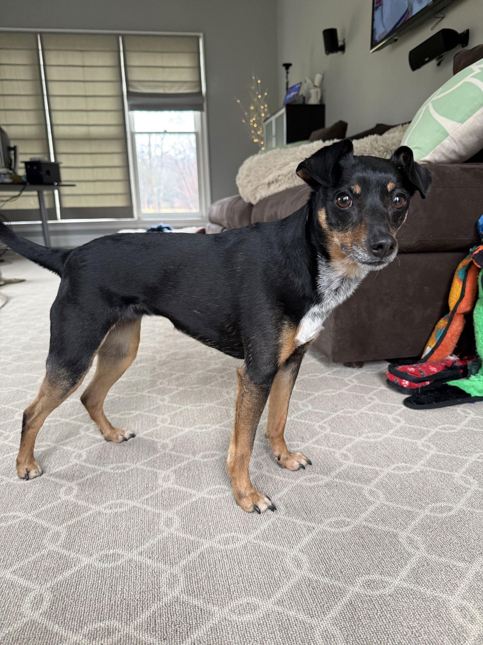 Noel, Adoptable, Adult Female Miniature Pinscher.