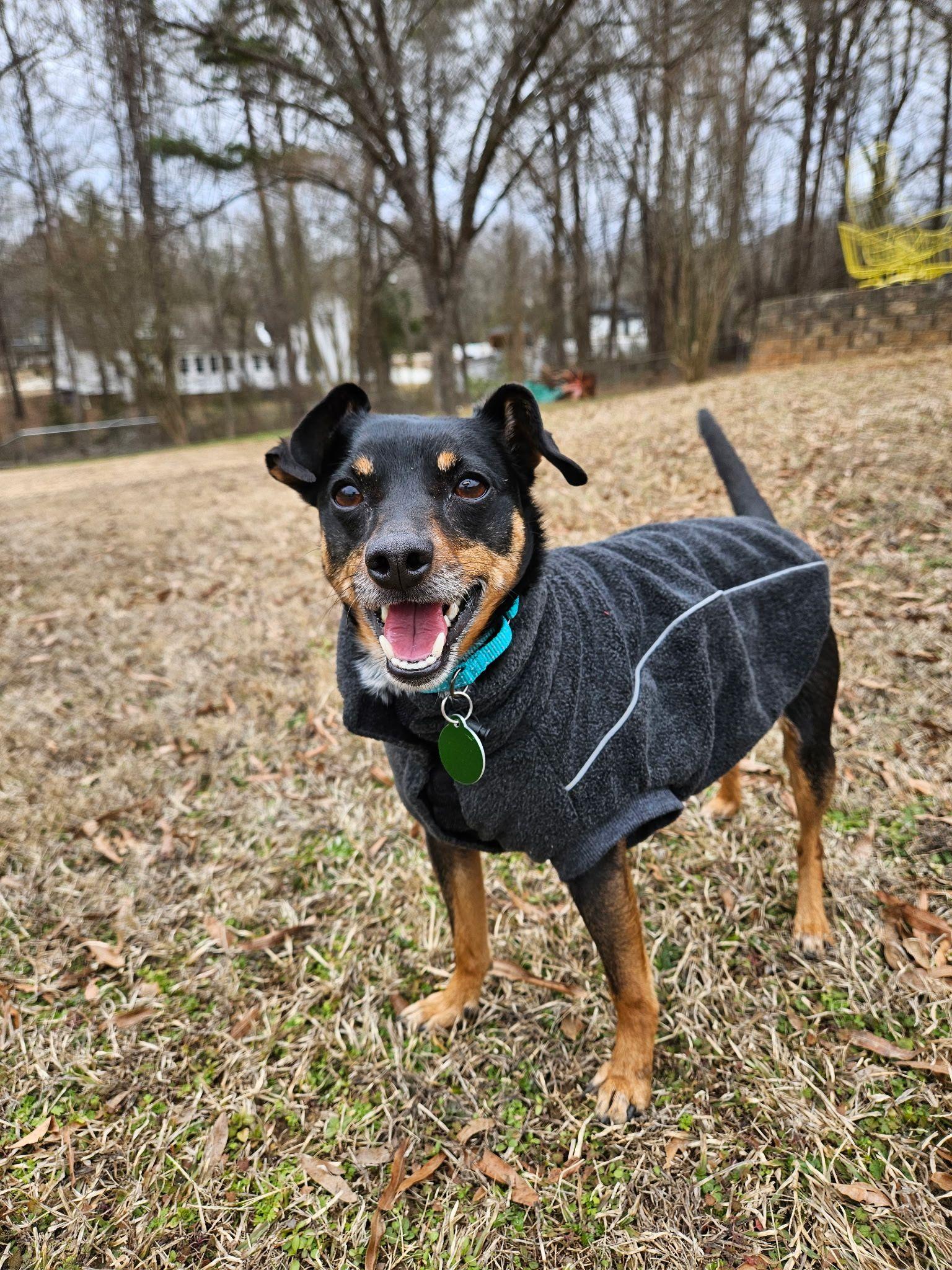 Noel, Adoptable, Adult Female Miniature Pinscher.