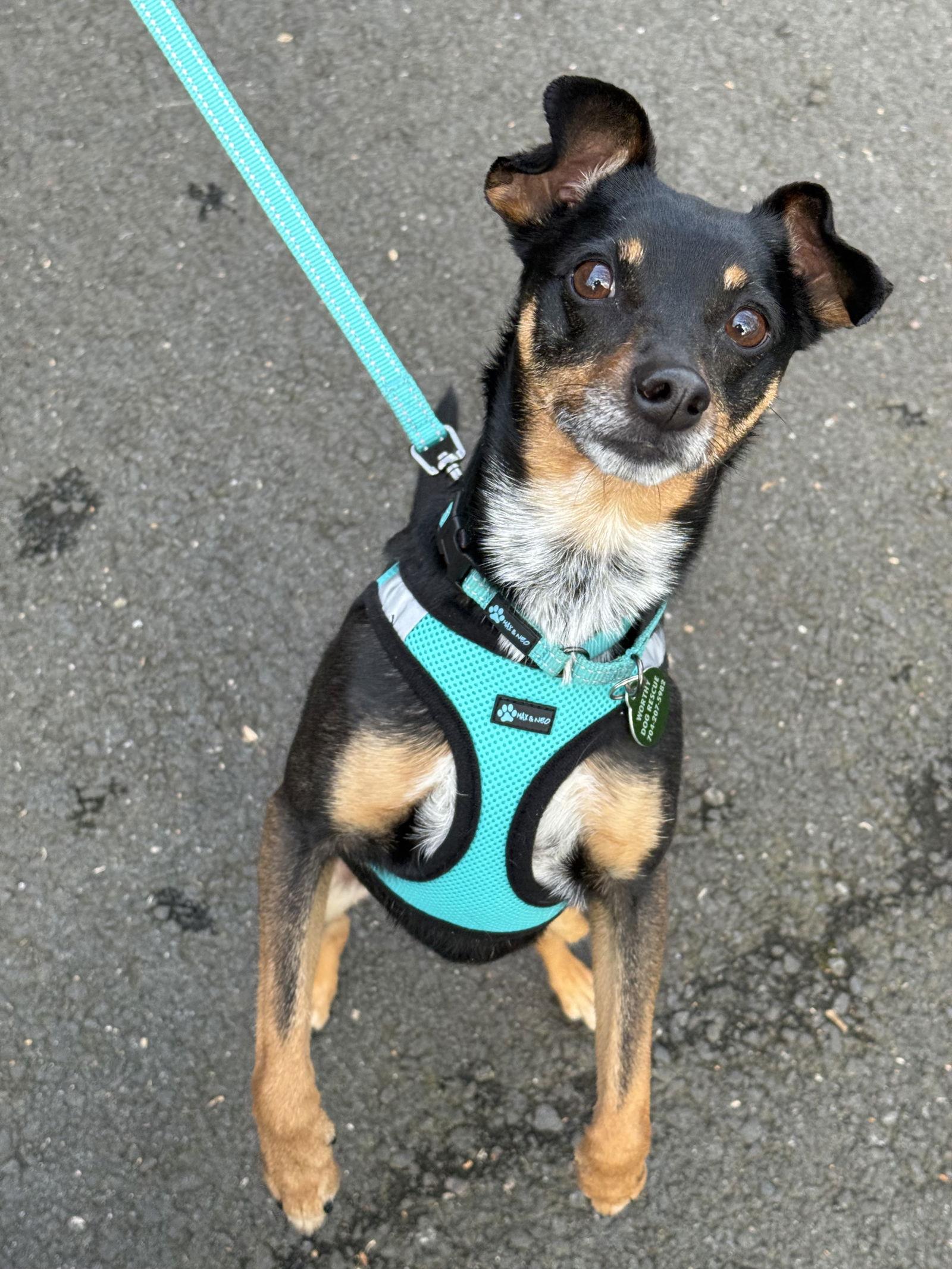 Enlarge Noel - ADOPTED!!, a Adopted Miniature Pinscher in Arlington, VA image 3/3