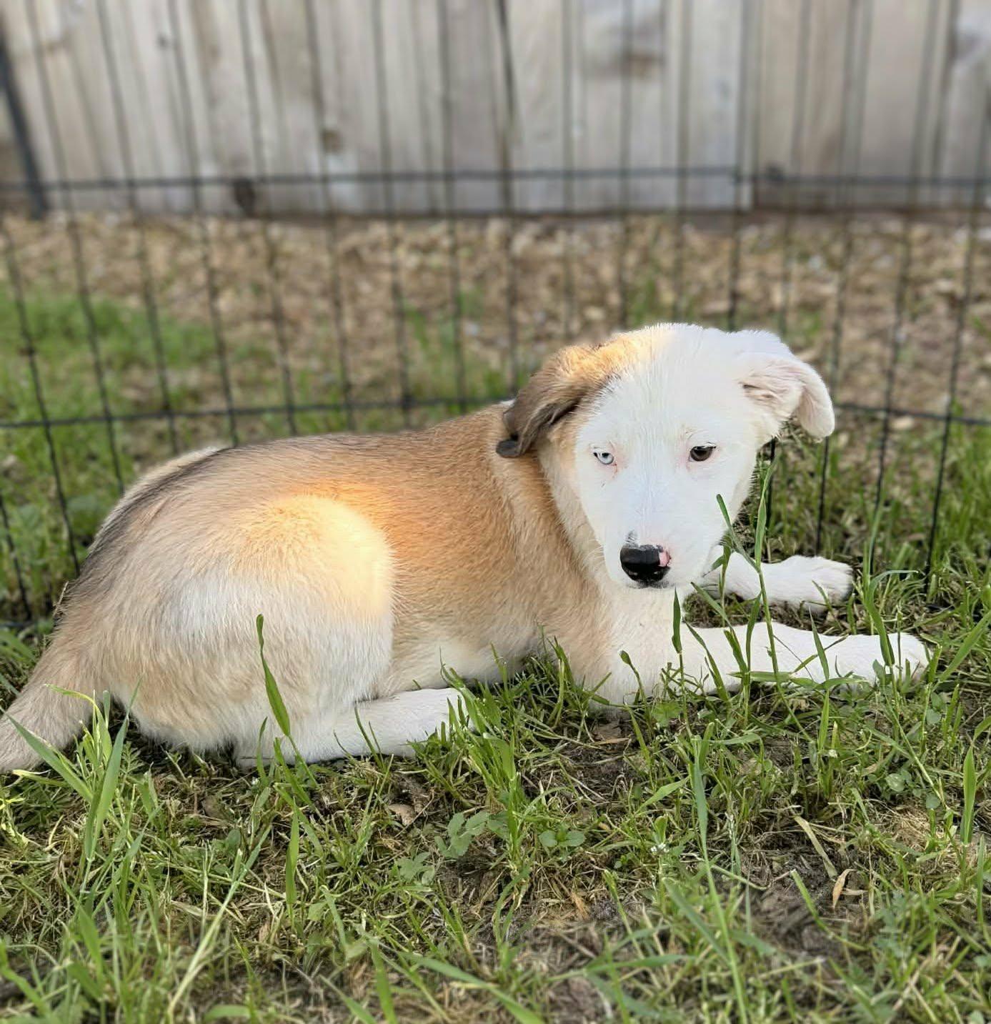 Enlarge Elroy, a ADOPTABLE mixed breed in San Jose, CA image 2/2
