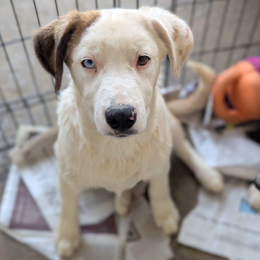 Enlarge Elroy, a ADOPTABLE mixed breed in San Jose, CA image 1/2