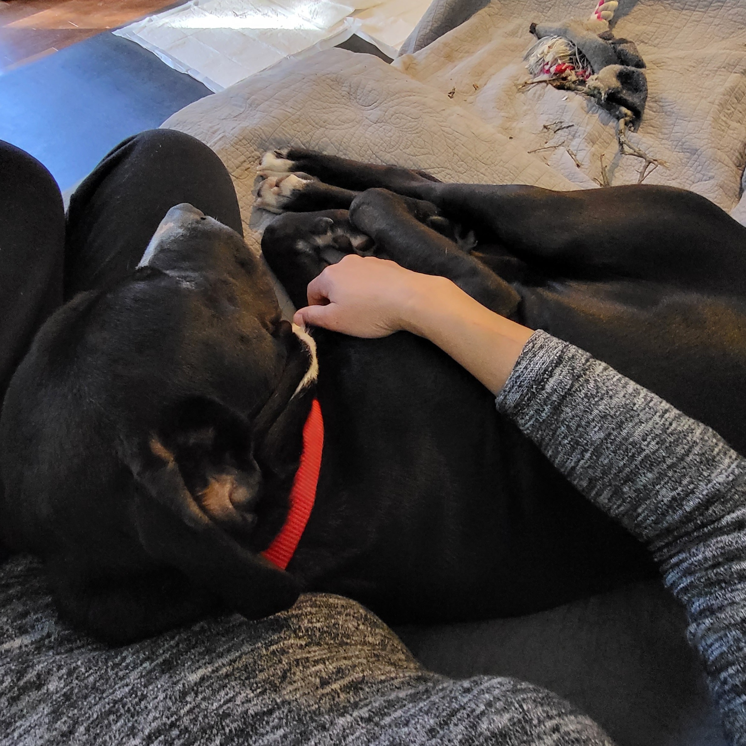 Enlarge Beto, a Adoptable mixed breed in Georgetown, TX image 12/15