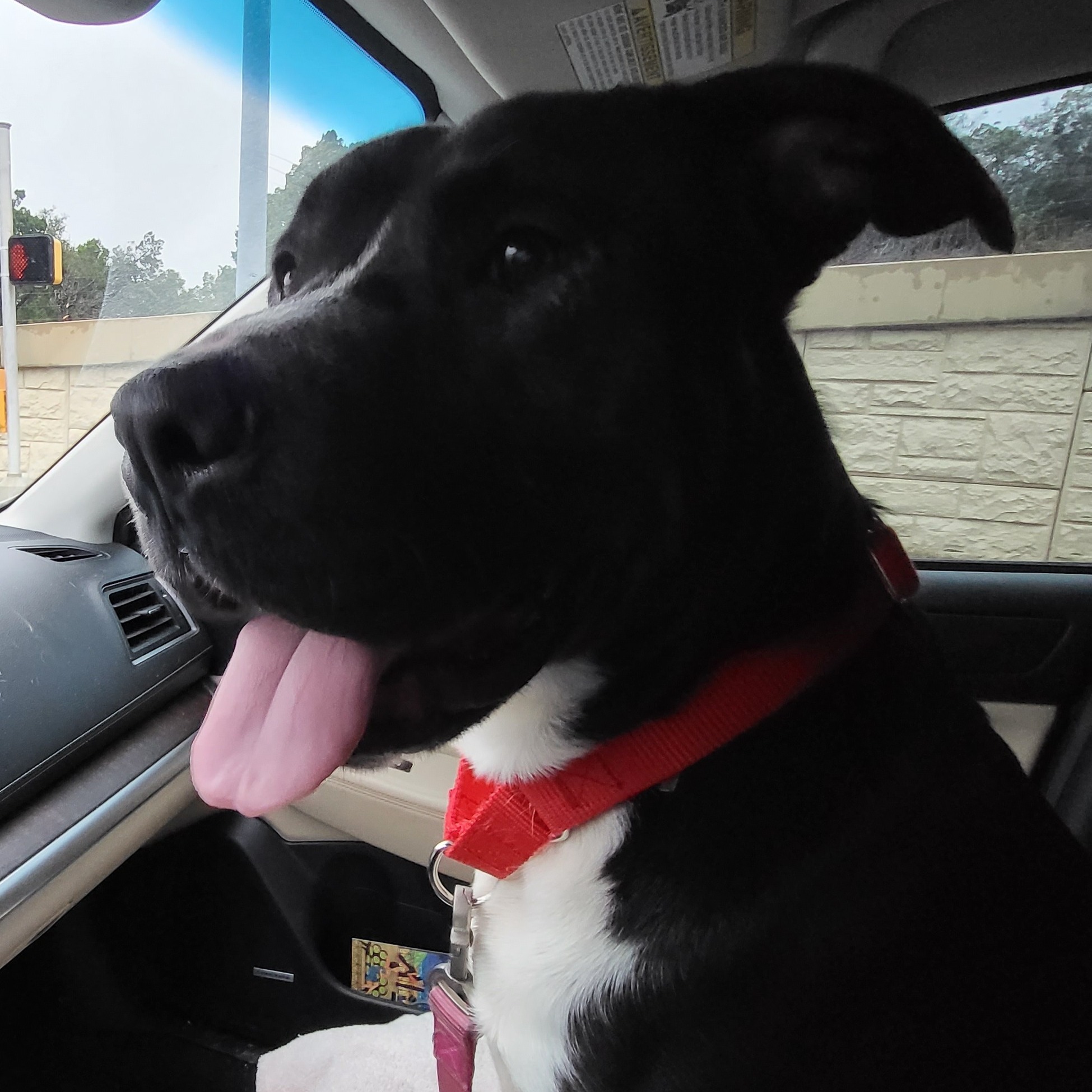 Enlarge Beto, a Adoptable mixed breed in Georgetown, TX image 13/15