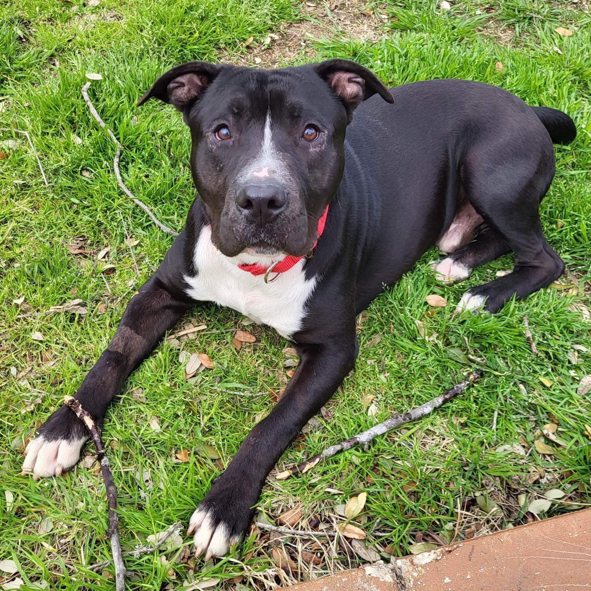 Beto, a Adoptable mixed breed in Georgetown, TX image 1/15