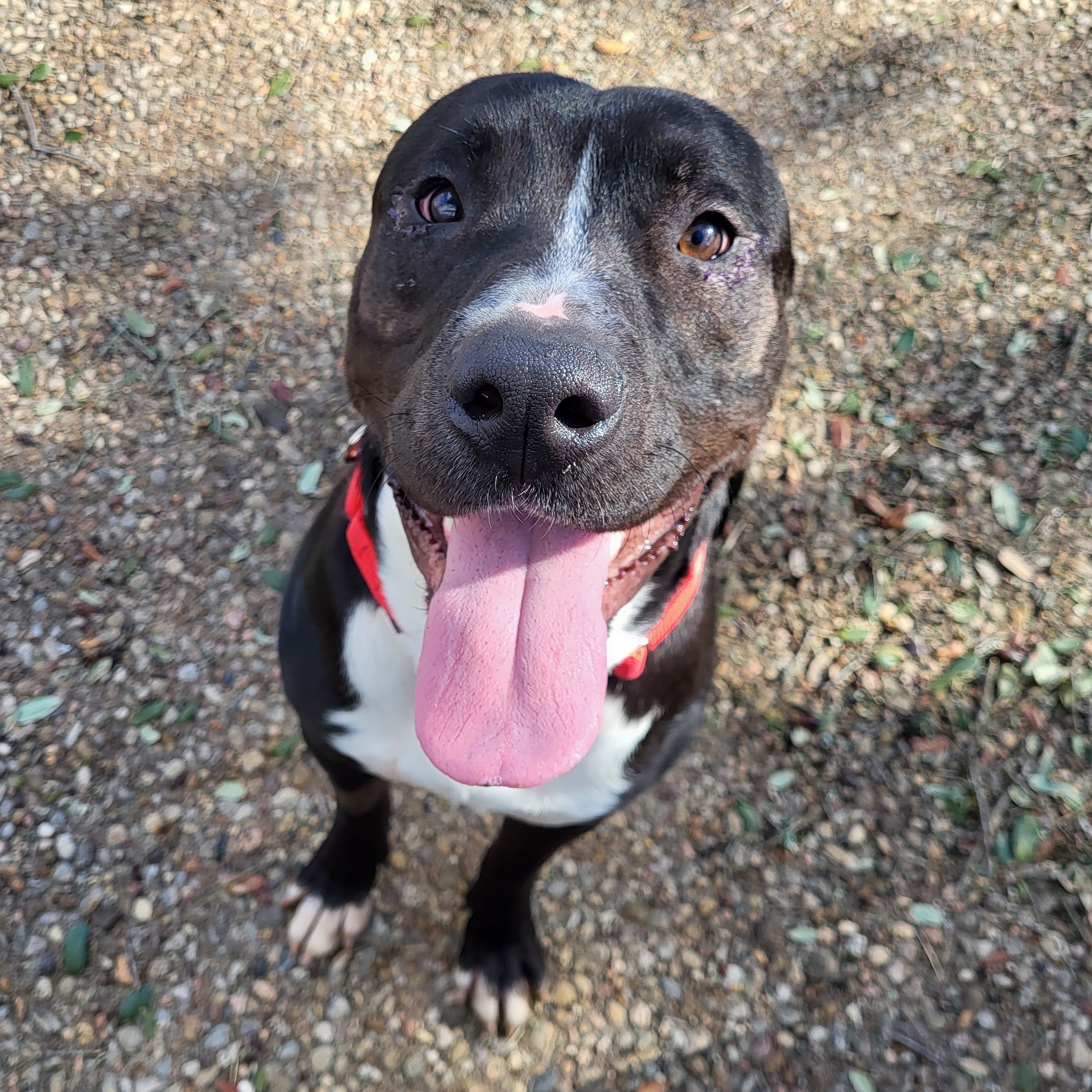 Beto, an adoptable American Staffordshire Terrier, Pit Bull Terrier in Georgetown, TX, 78633 | Photo Image 4