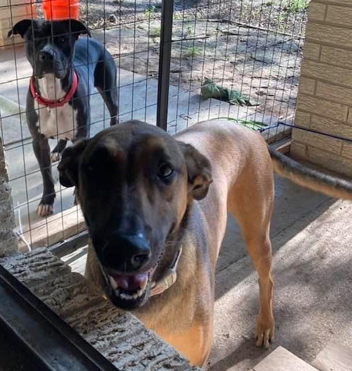 Enlarge Beto, a Adoptable mixed breed in Georgetown, TX image 15/15