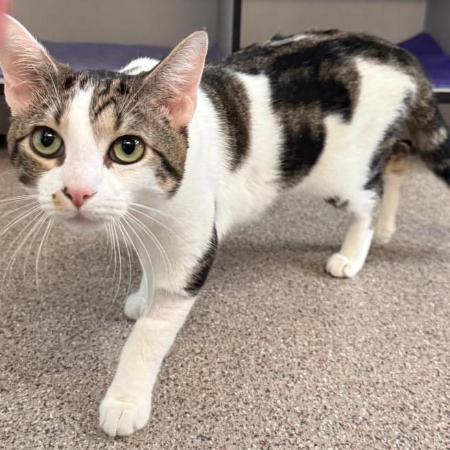 Monroe (Mitsuki), Adoptable, Young Male Domestic Short Hair.