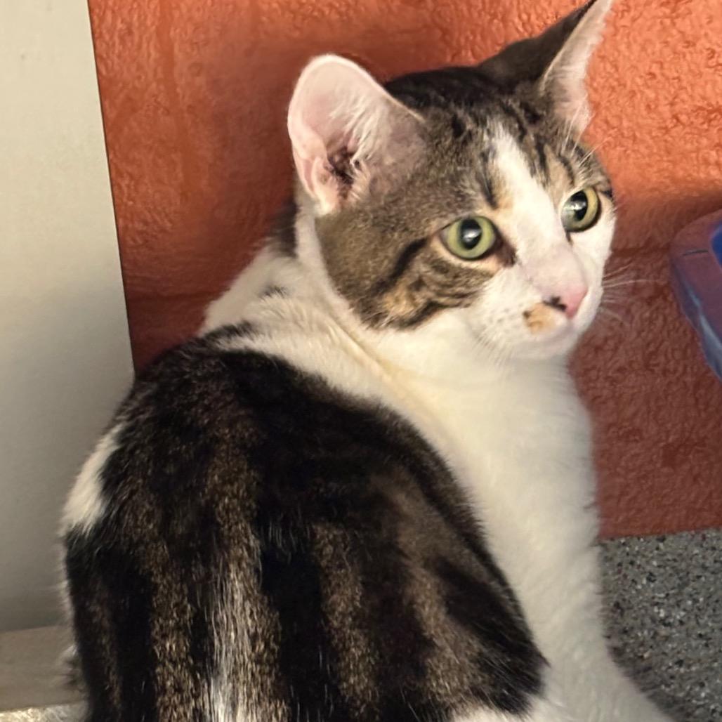 Enlarge Monroe (Mitsuki), a Adoptable Domestic Short Hair in Sarasota, FL image 2/6