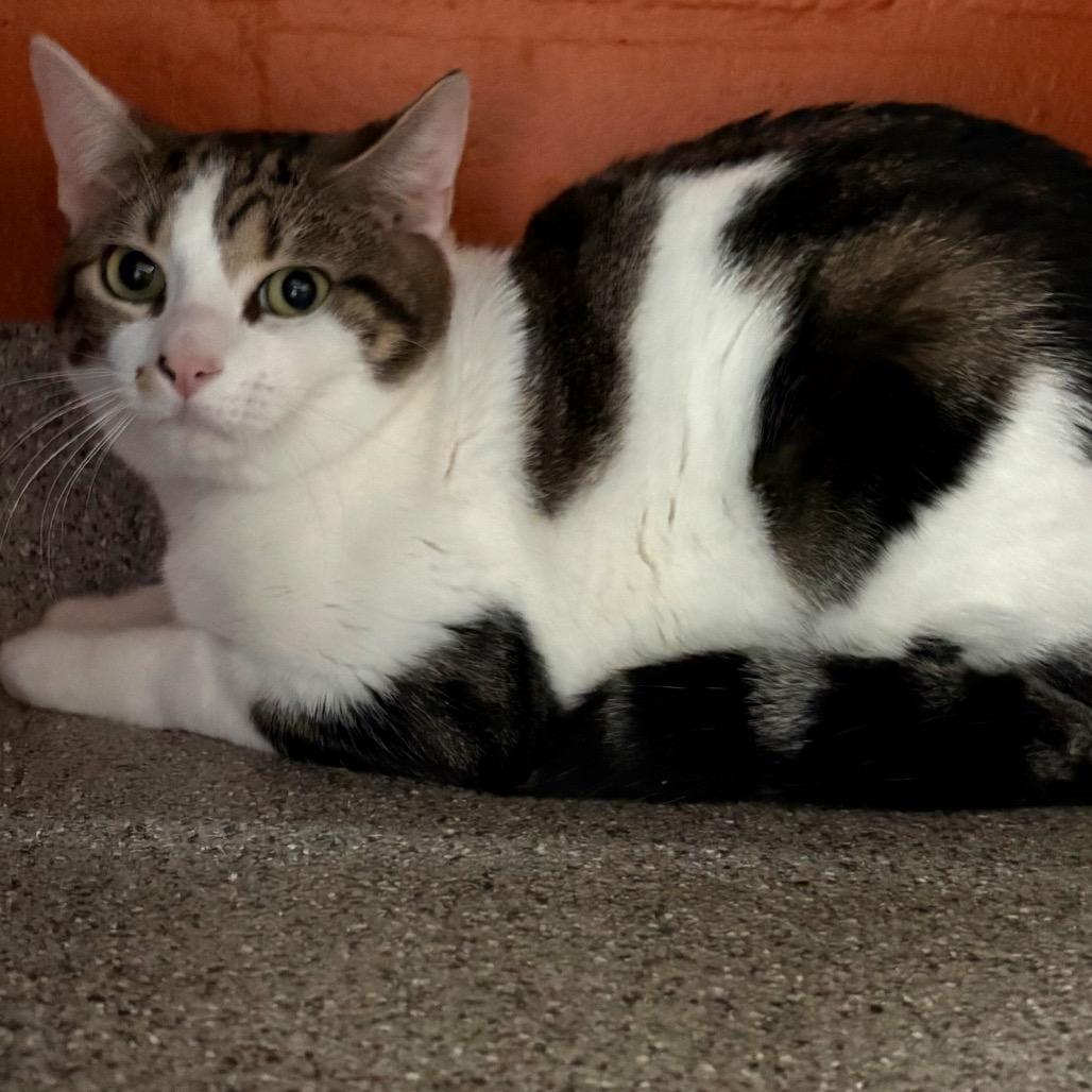 Enlarge Monroe (Mitsuki), a Adoptable Domestic Short Hair in Sarasota, FL image 3/6